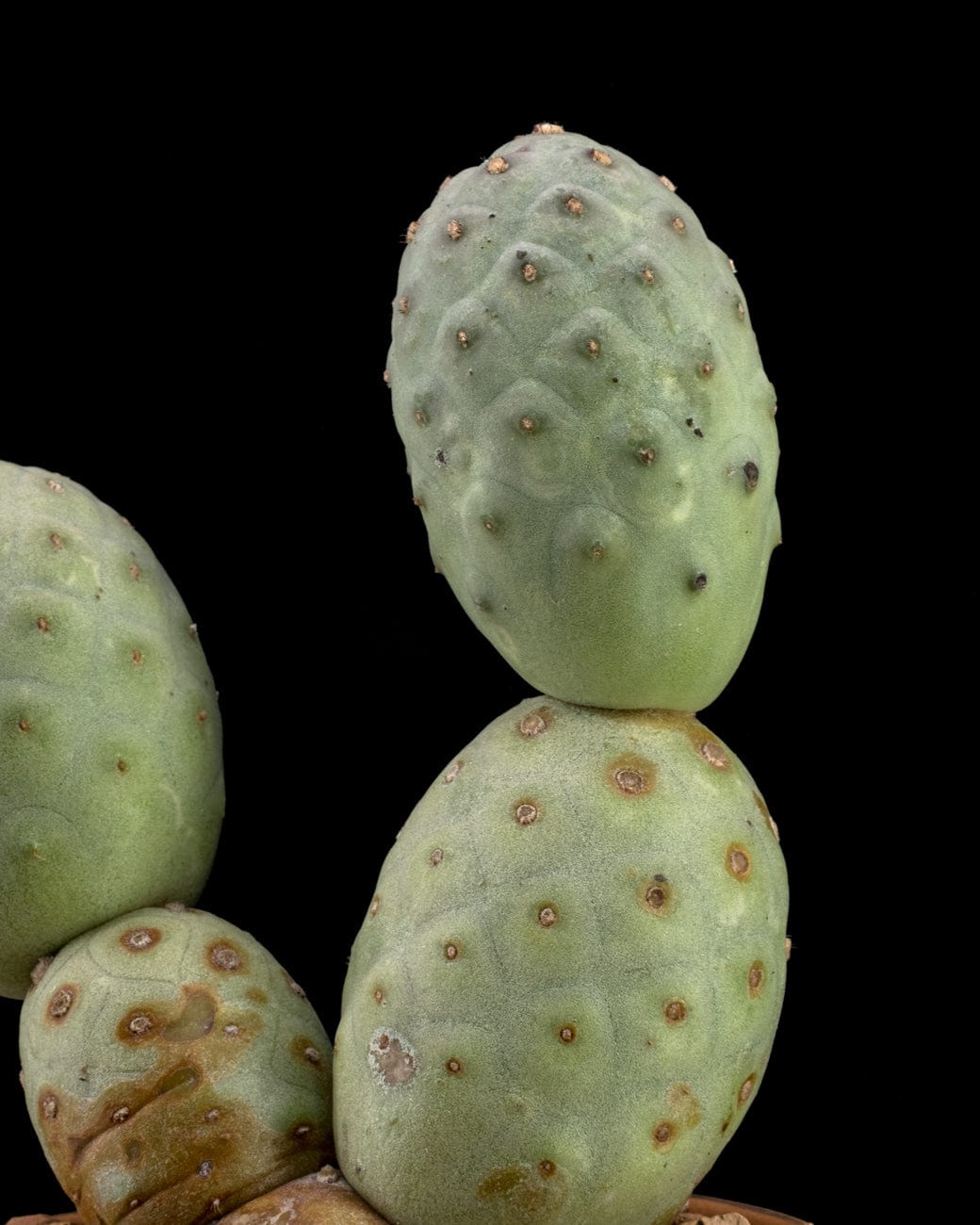 Tephrocactus Geometricus-3