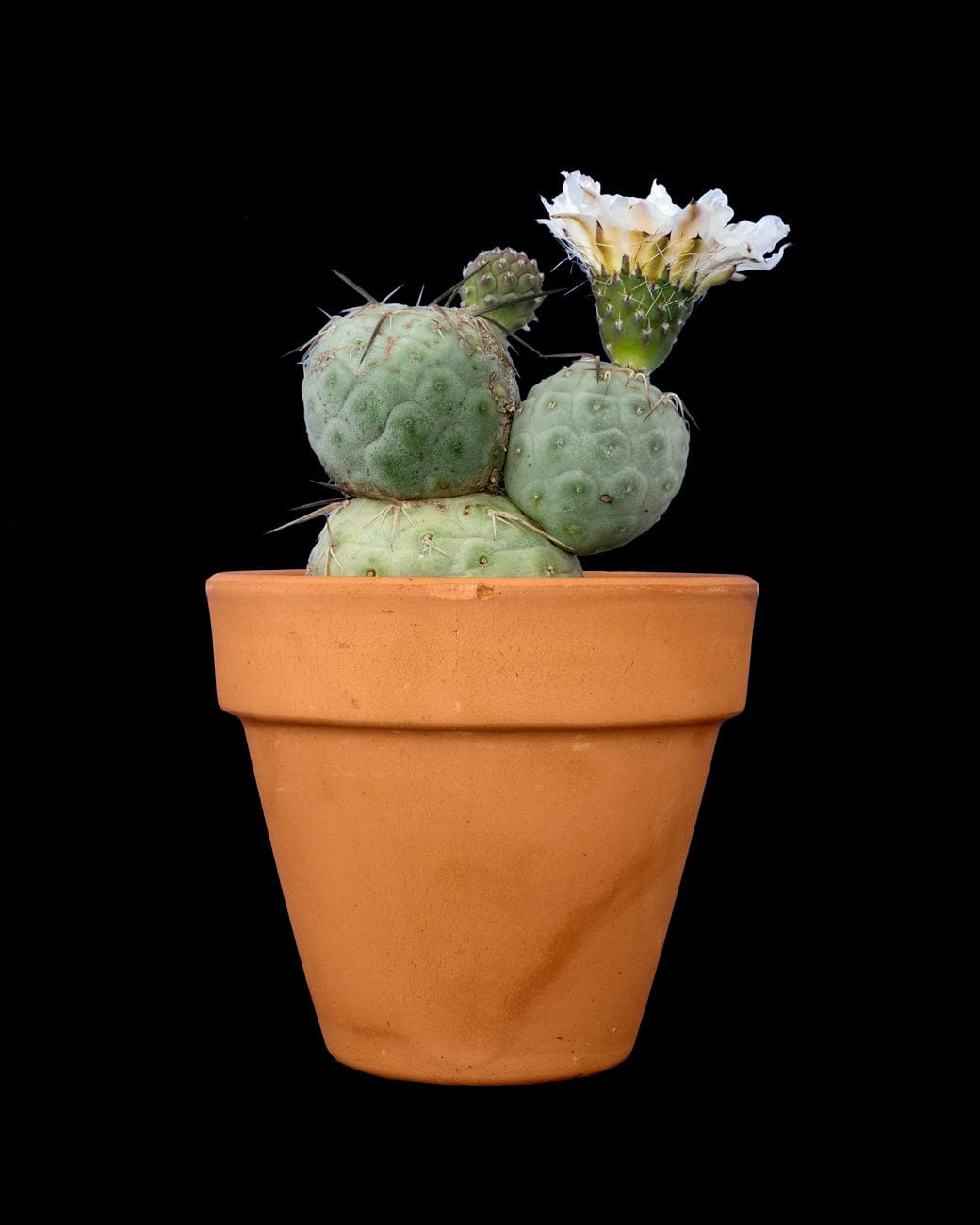 Tephrocactus Geometricus-4