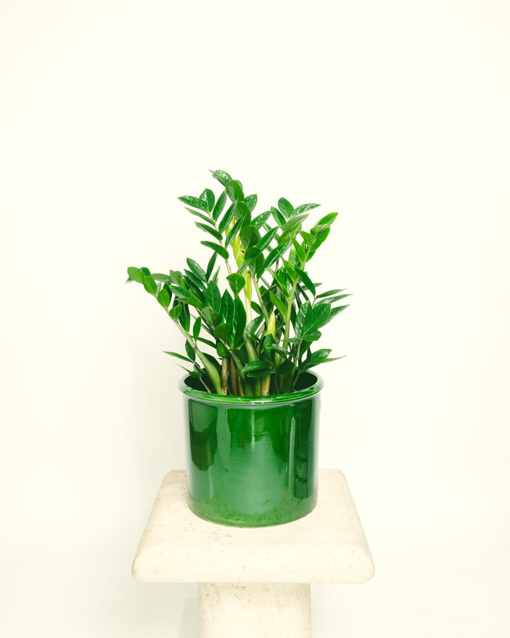 Zamioculcas Zamiifolia