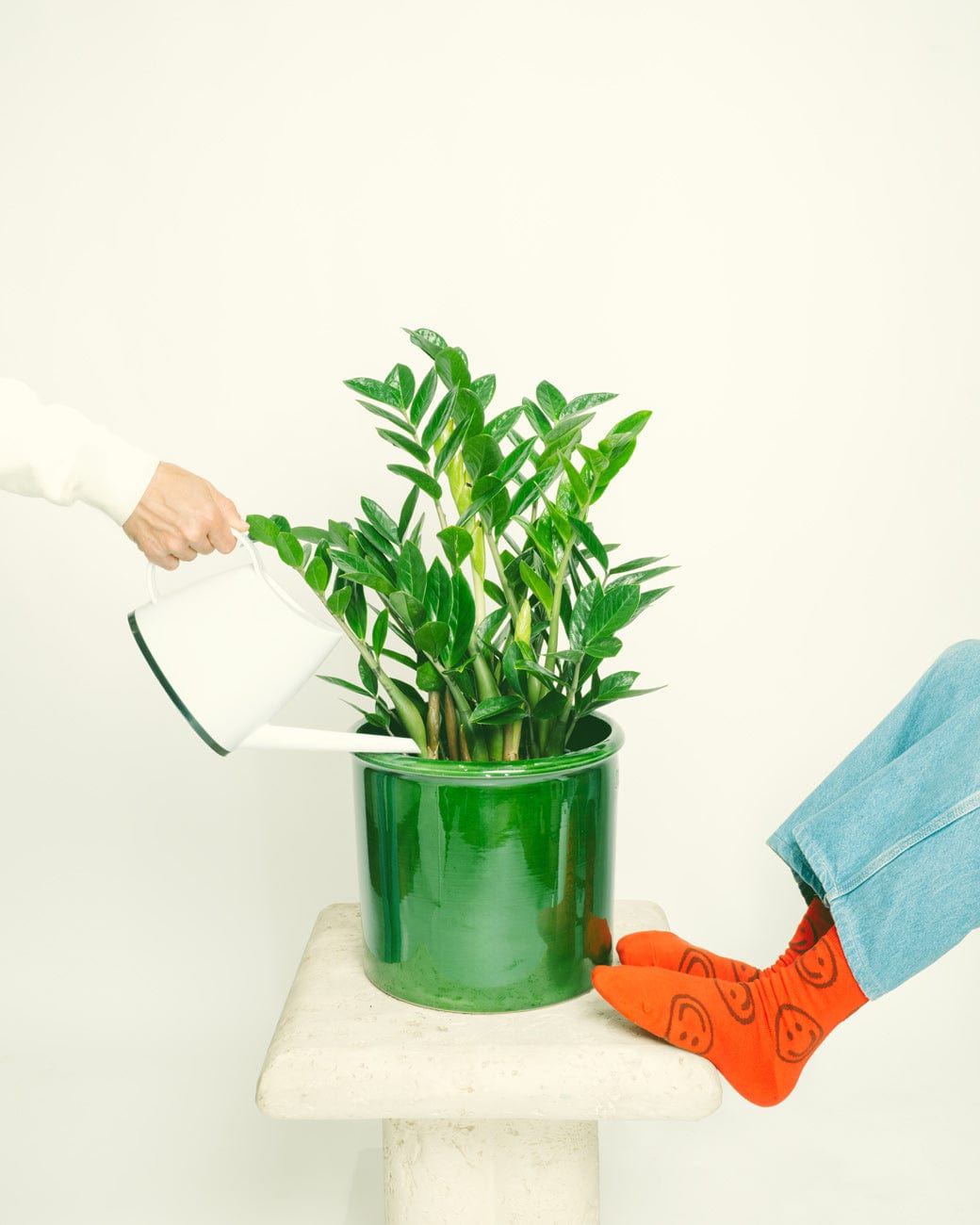 Zamioculcas Zamiifolia-3