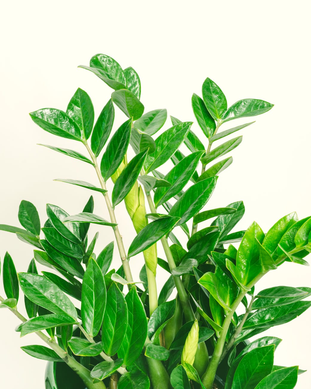 Zamioculcas Zamiifolia