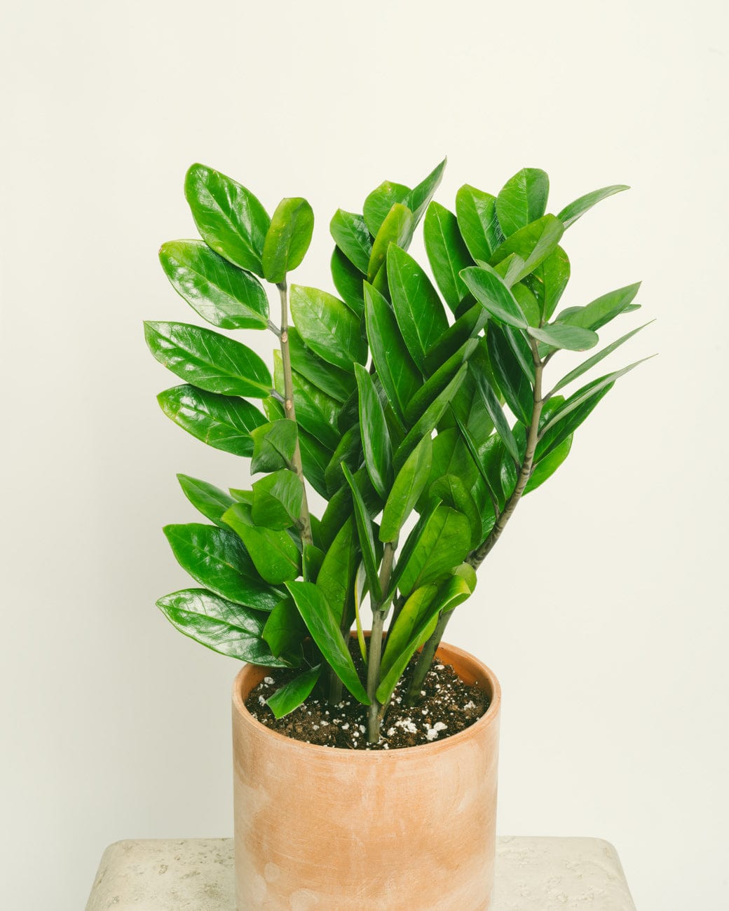 Zamioculcas Zamiifolia – Tula House