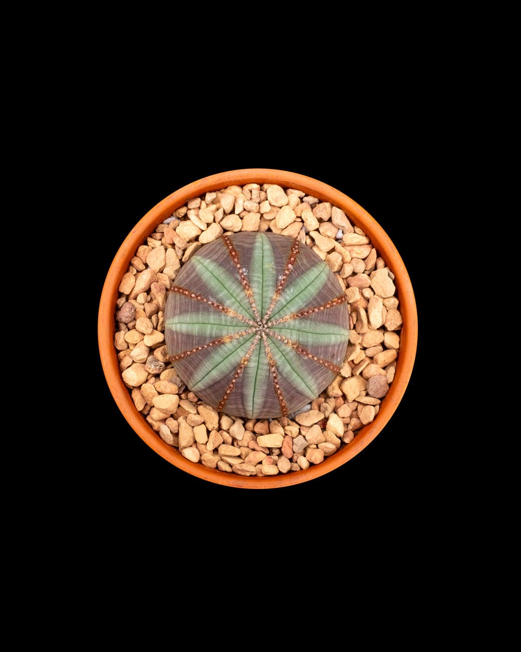 Euphorbia Obesa