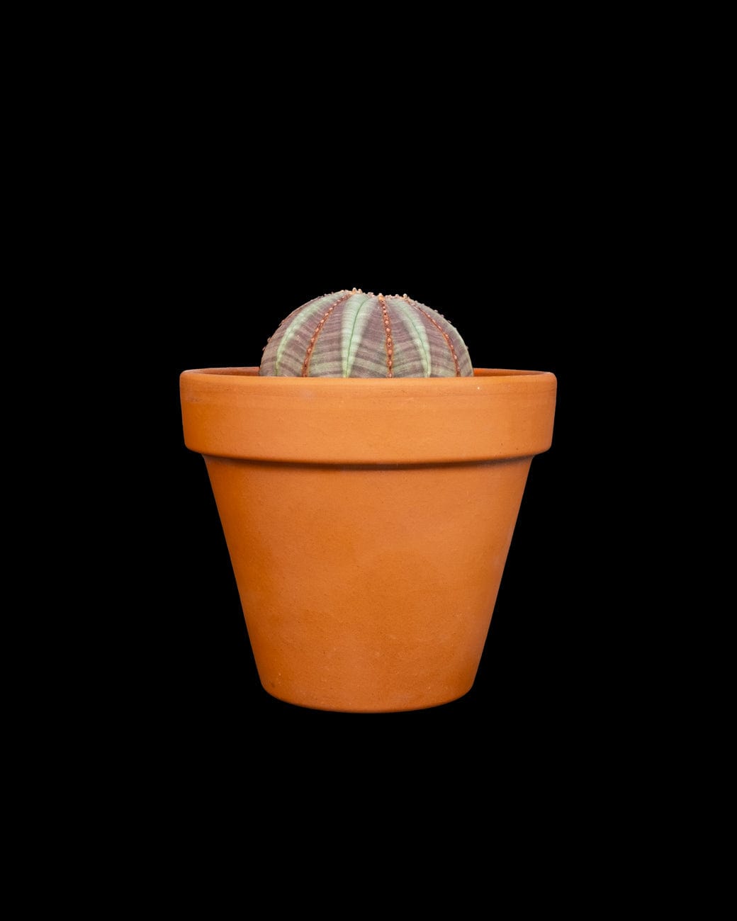 Euphorbia Obesa