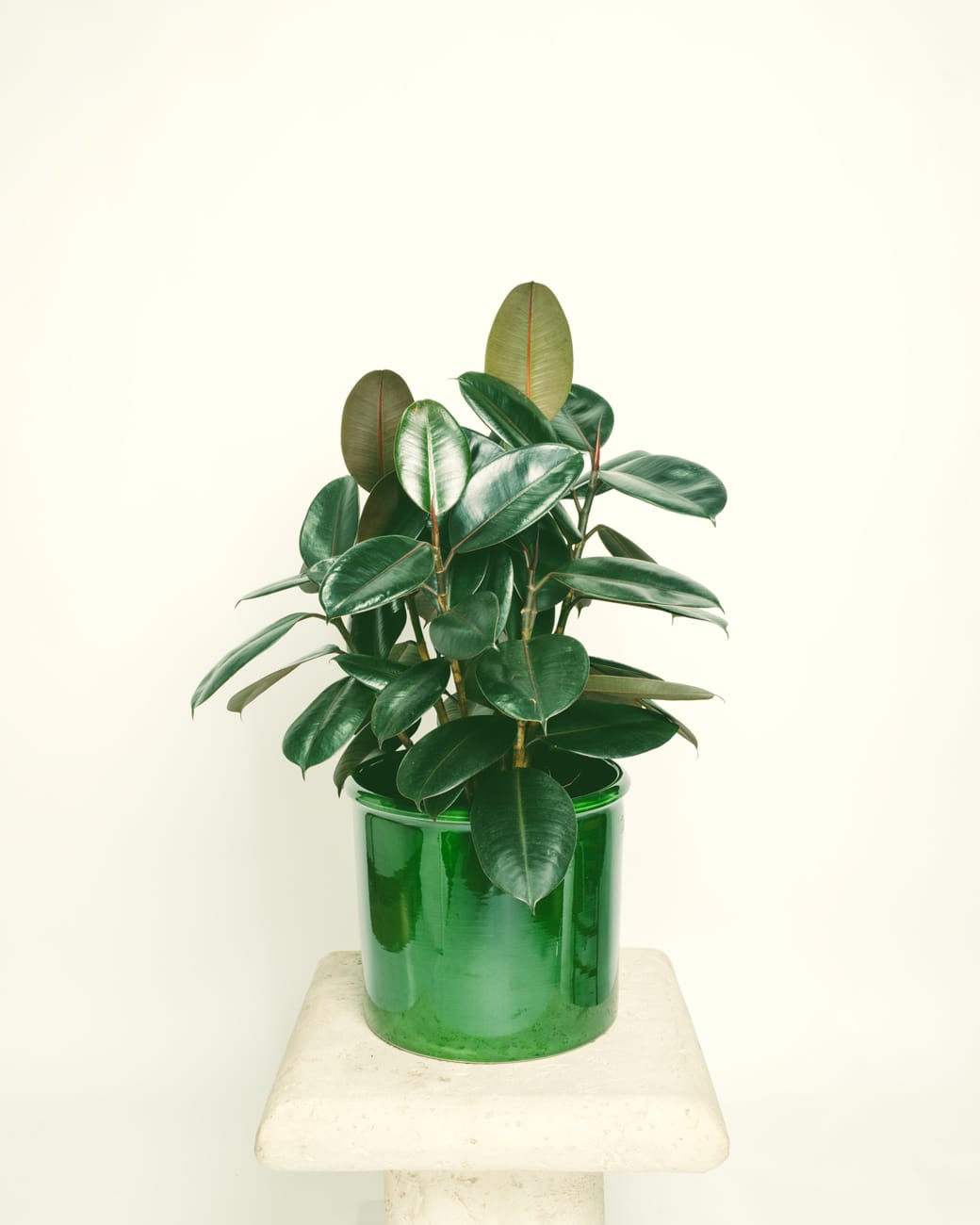 Sterculia colorata – Tula House