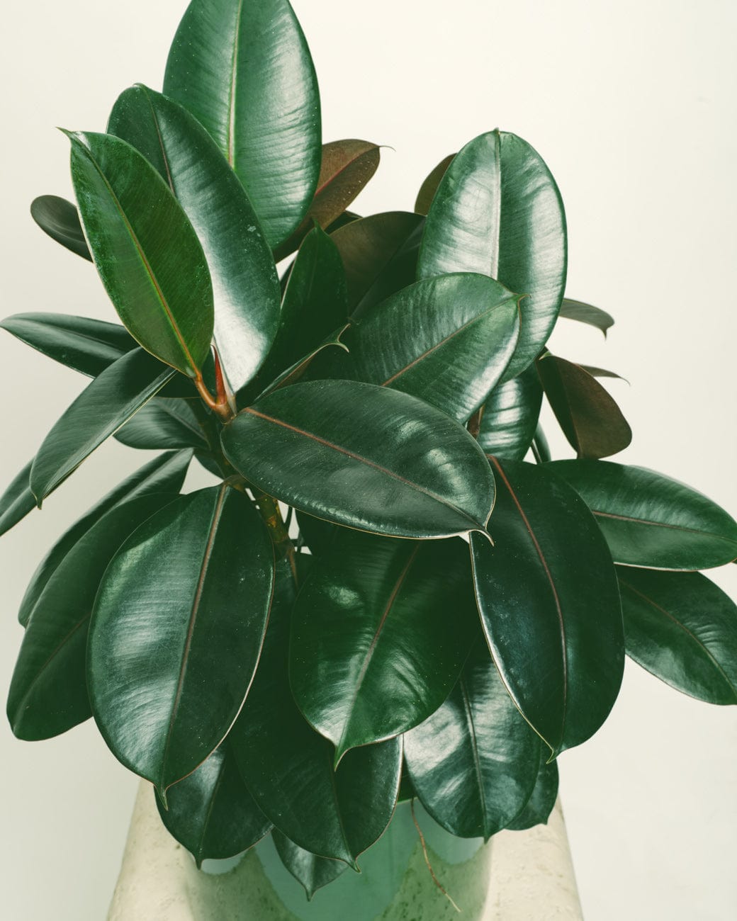 rubber tree house Ficus Elastica