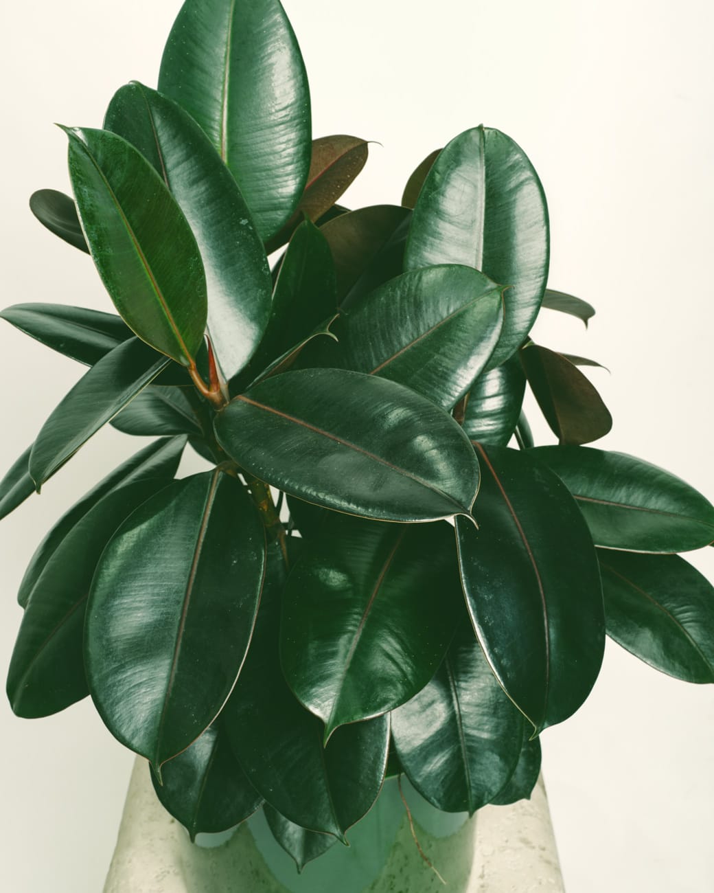 Ficus Elastica