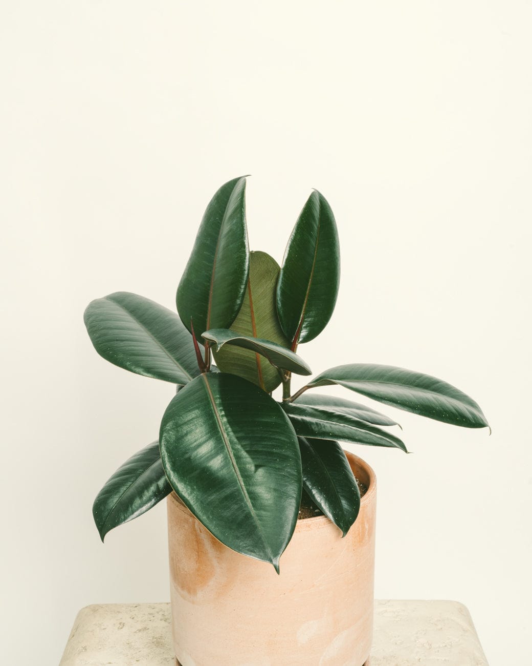 Ficus Elastica-5