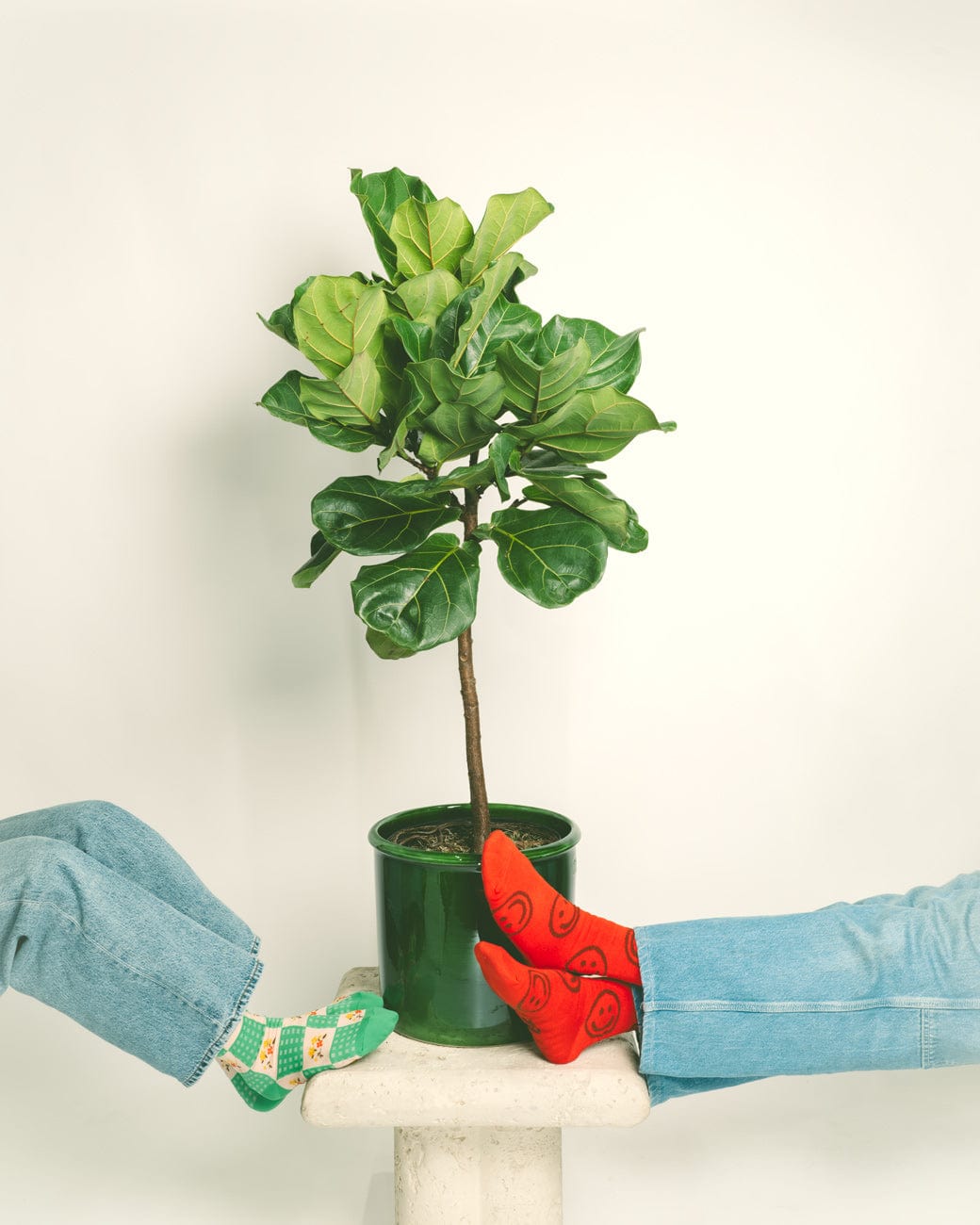 Ficus lyrata-6