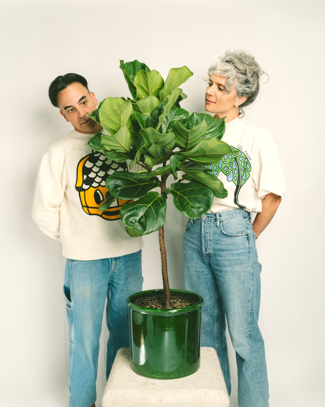 Ficus lyrata-3