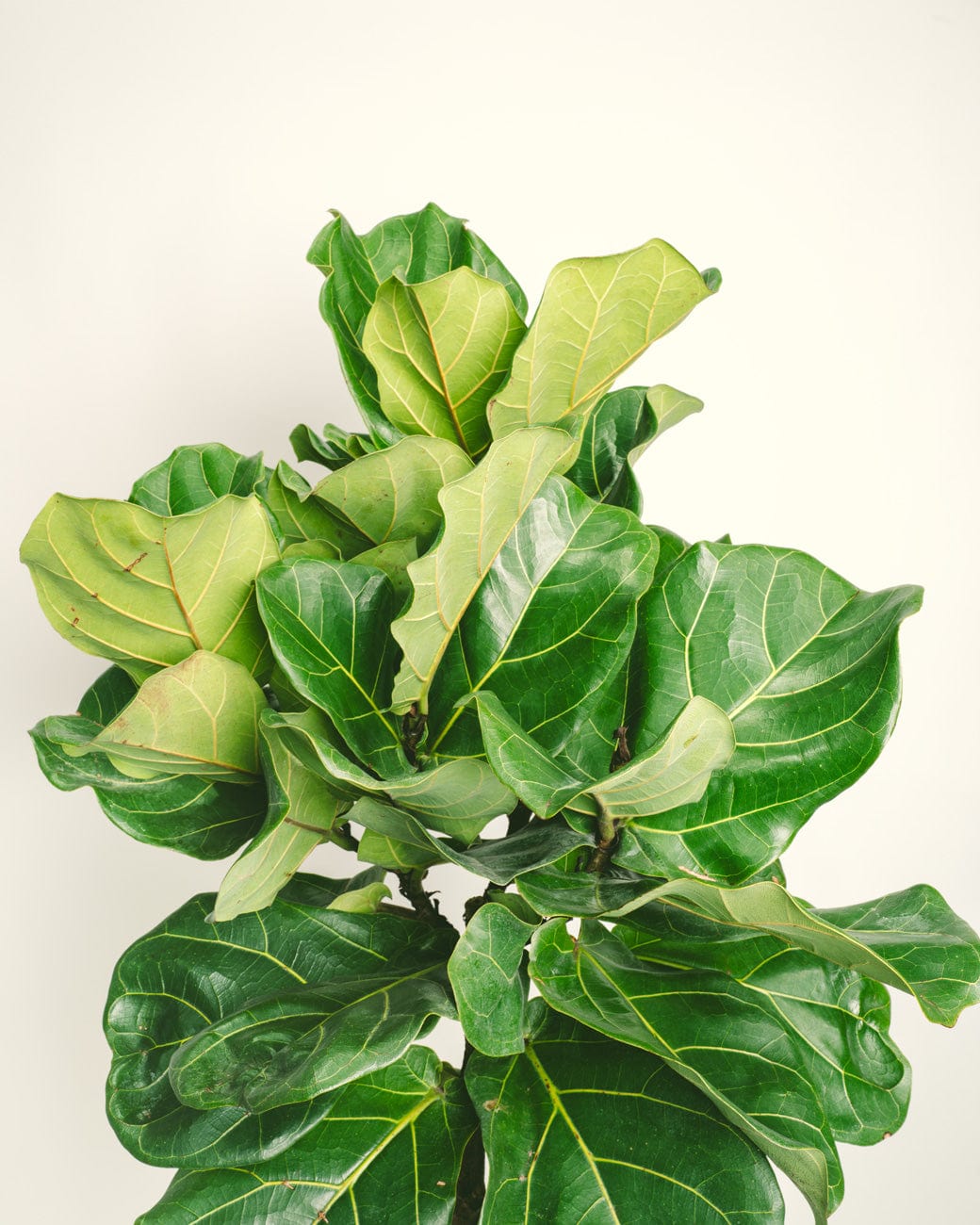 ficus lyrata fiddle leaf fig Ficus lyrata – Tula House