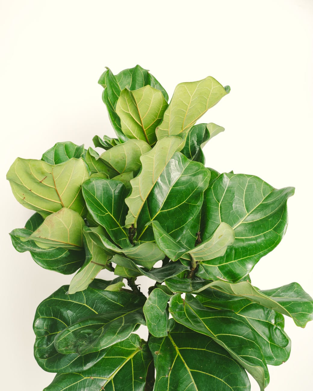 Ficus lyrata