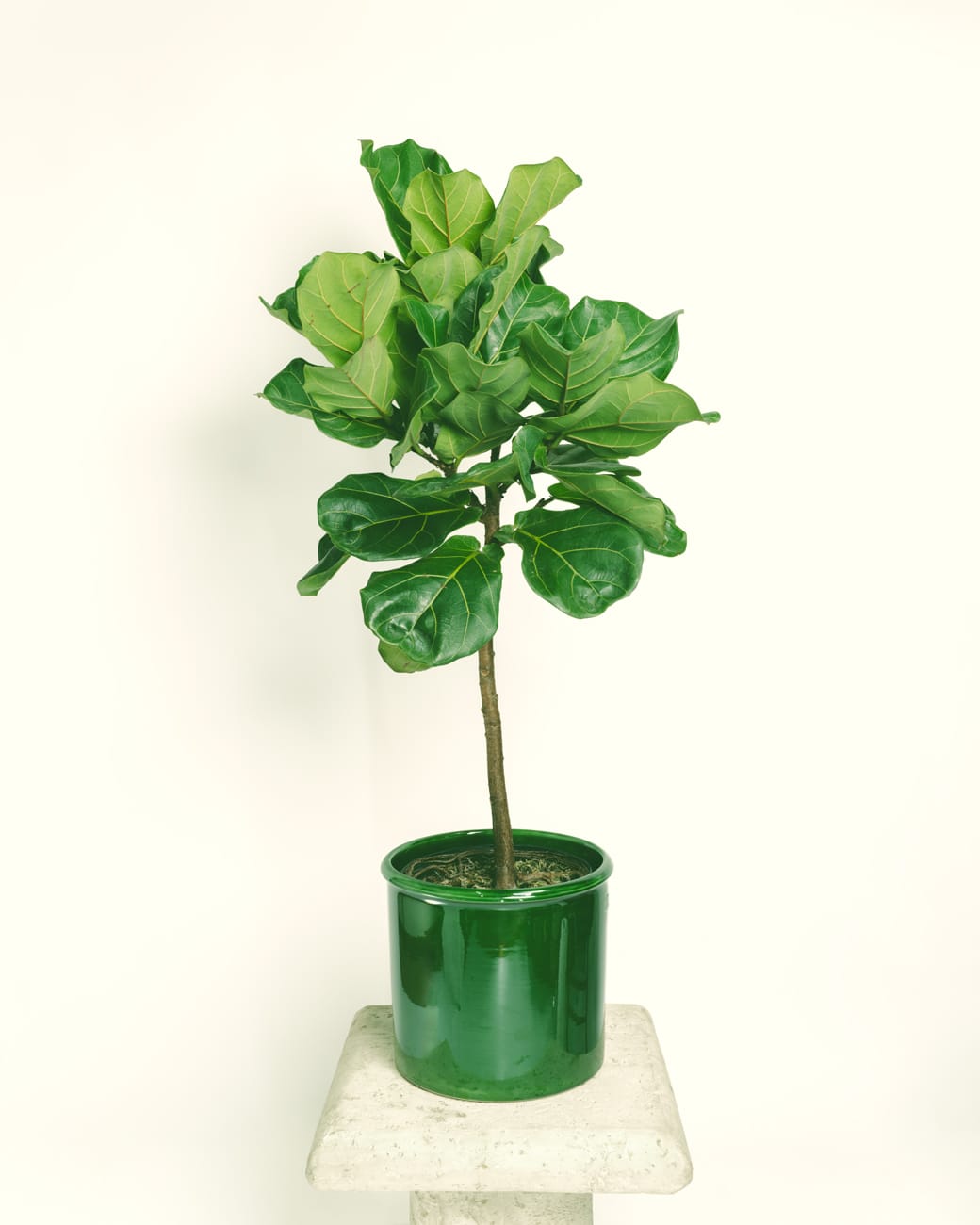 Ficus lyrata