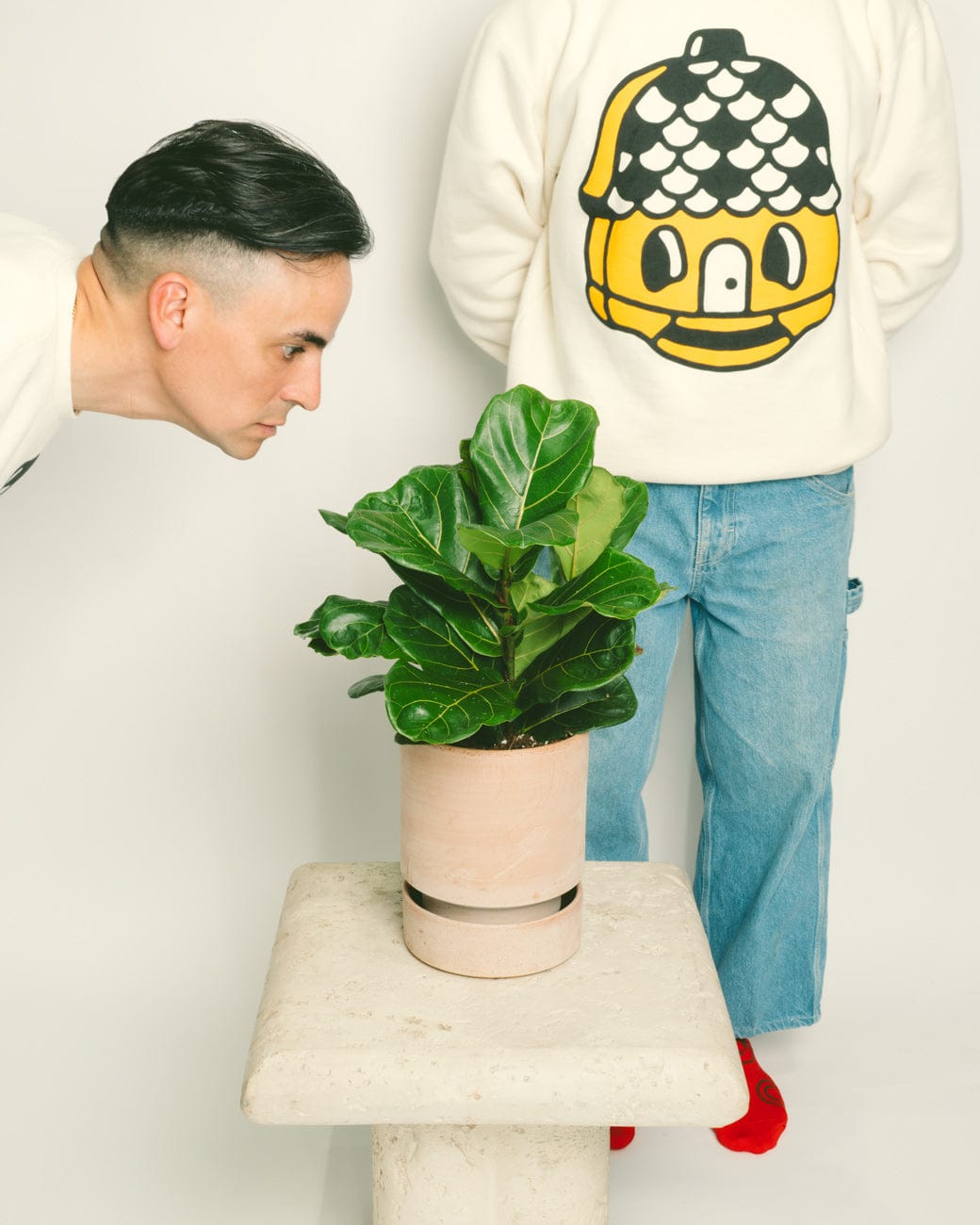 Ficus lyrata-5