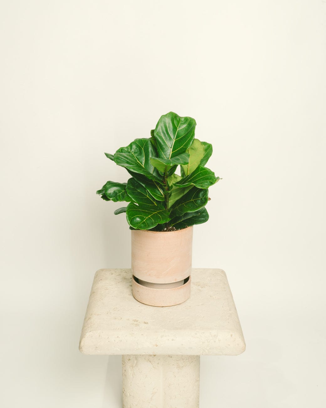 Ficus lyrata-4