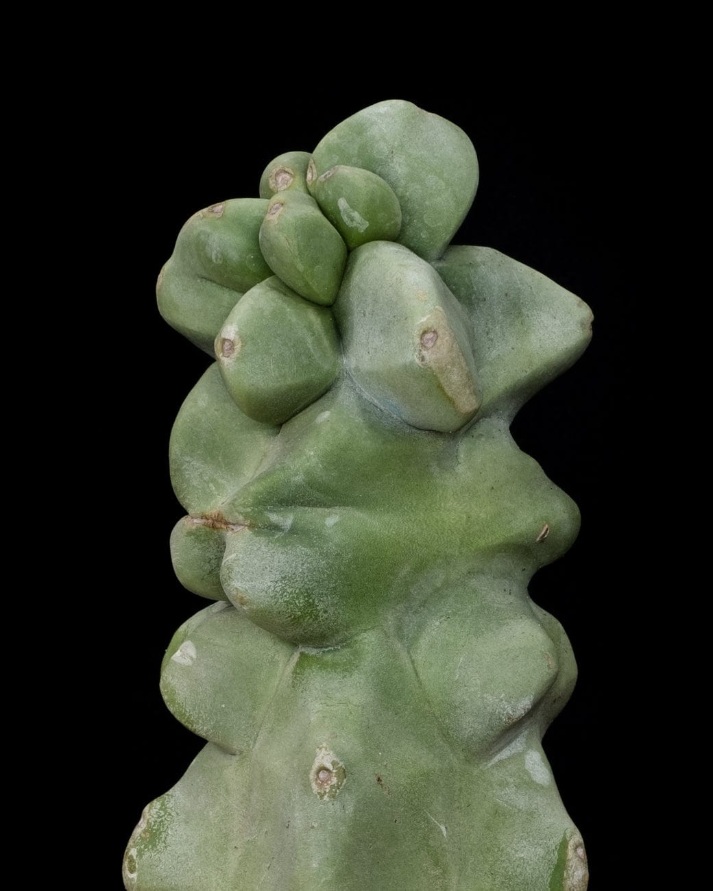 Lophocereus Schottii Monstrose-4