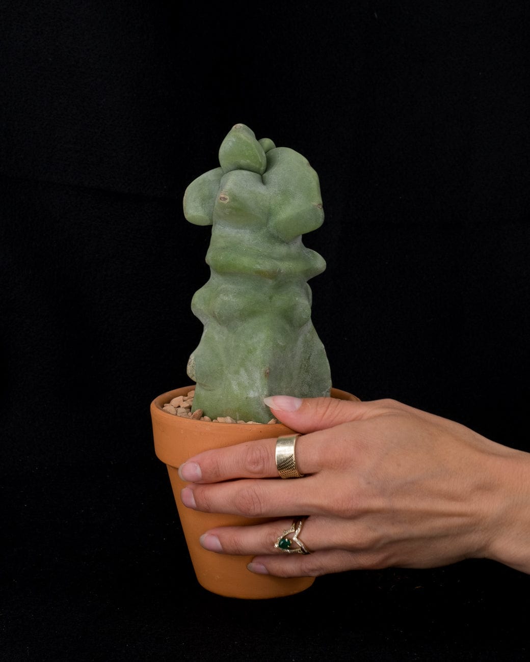 Tula House Lophocereus schottii monstrose