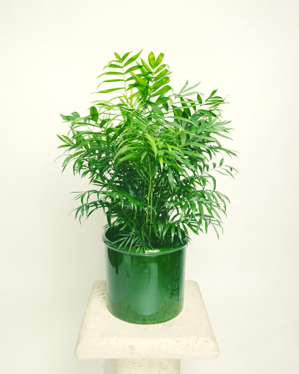 Chamaedorea Elegans