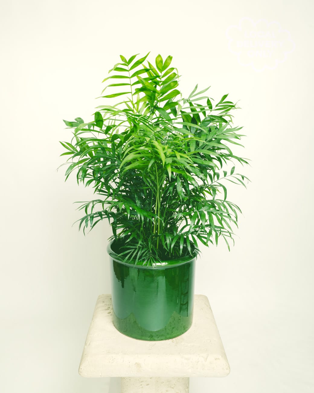 Chamaedorea Elegans