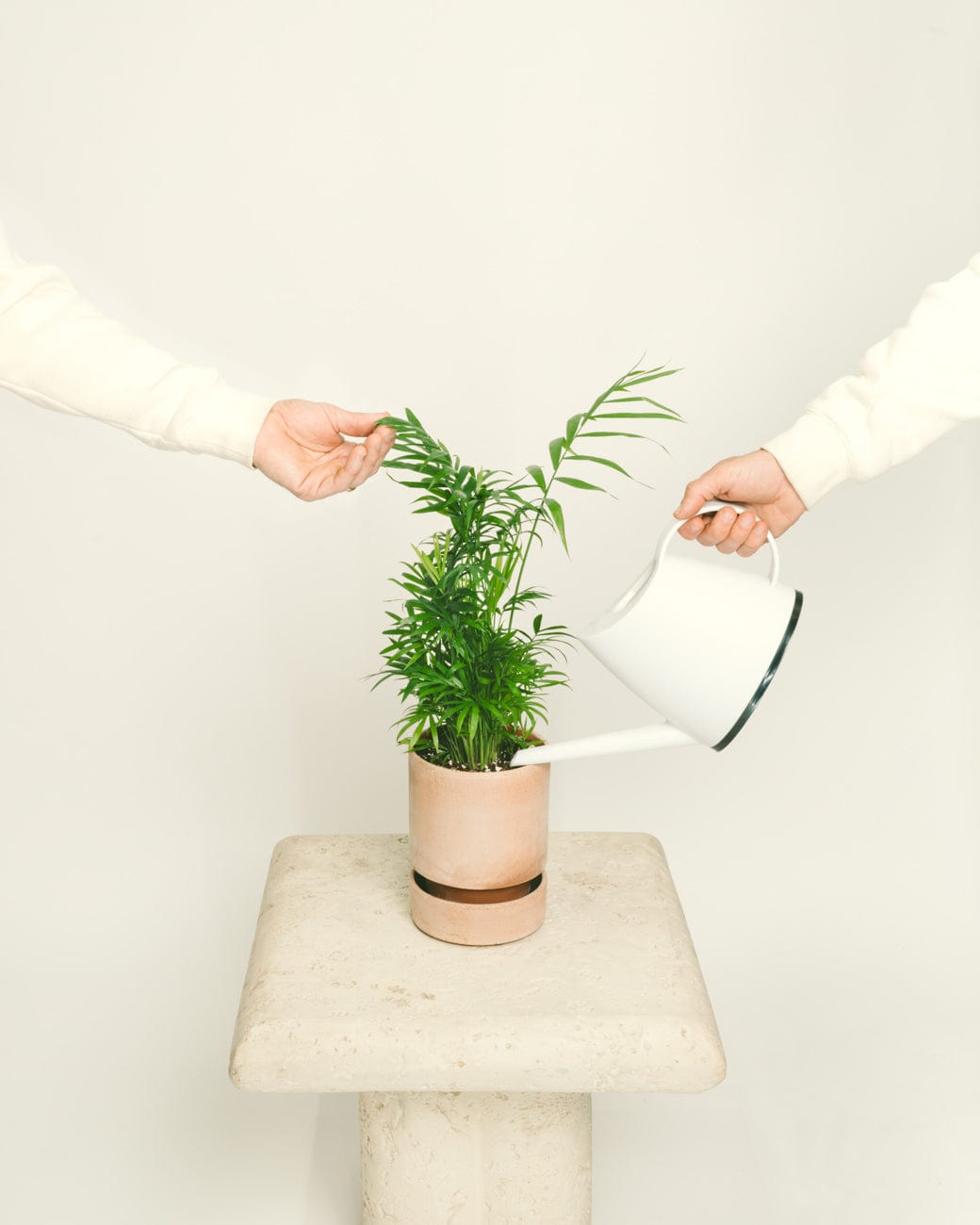 Chamaedorea Elegans-4