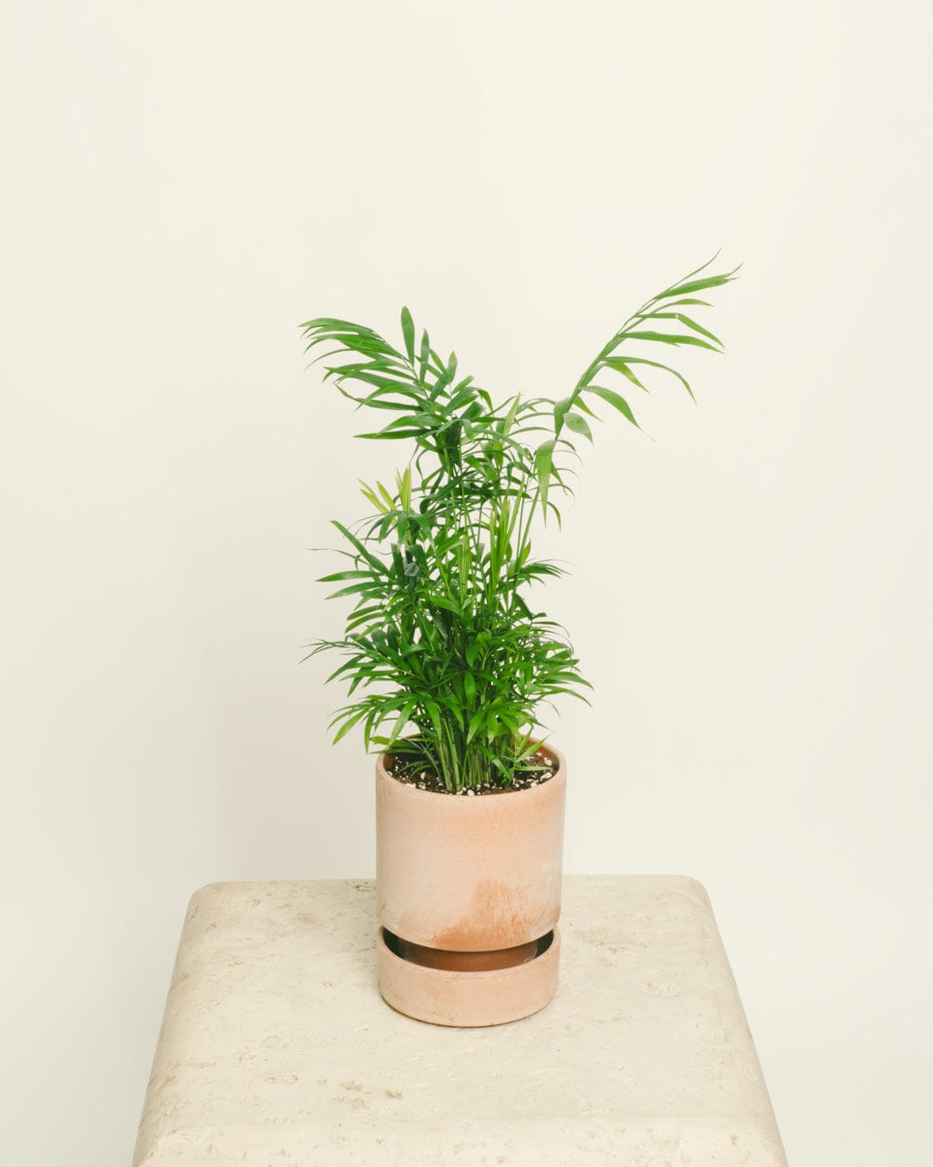 Chamaedorea Elegans-5
