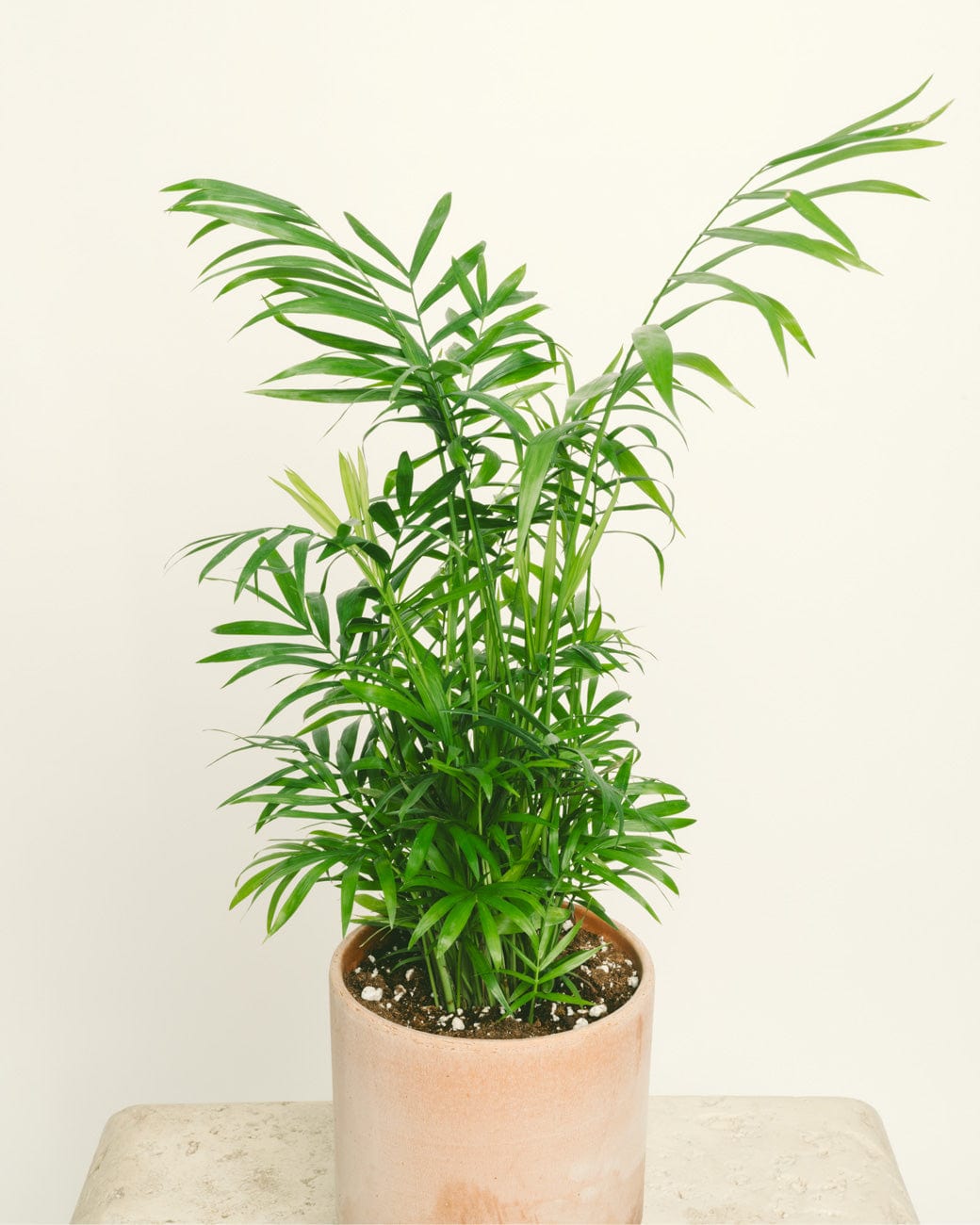 palm tree house plants Chamaedorea Elegans – Tula House