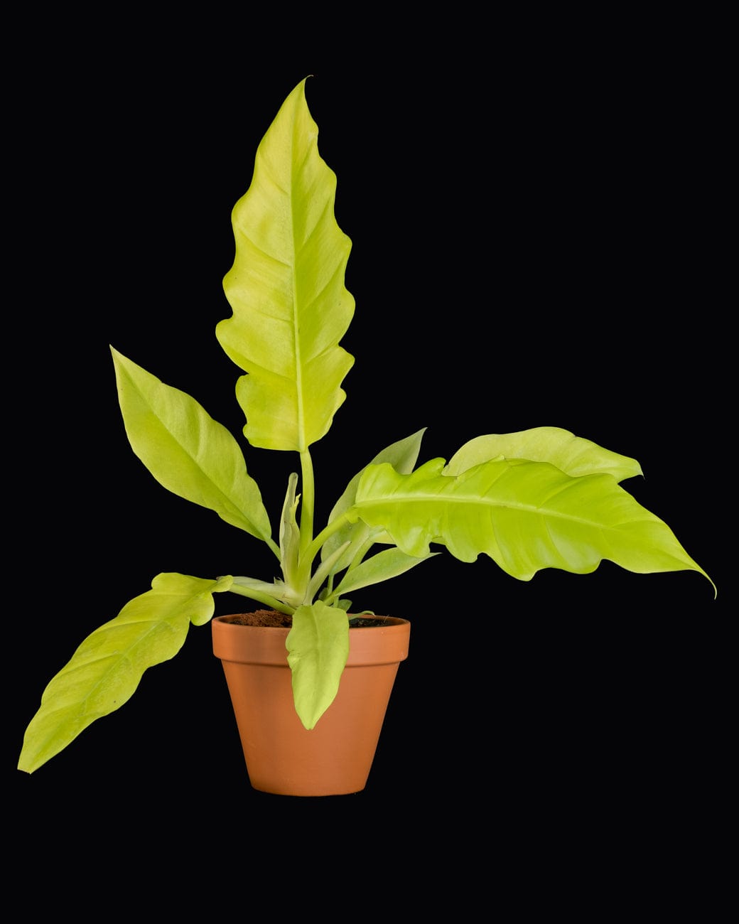 Philodendron 'Golden Saw'