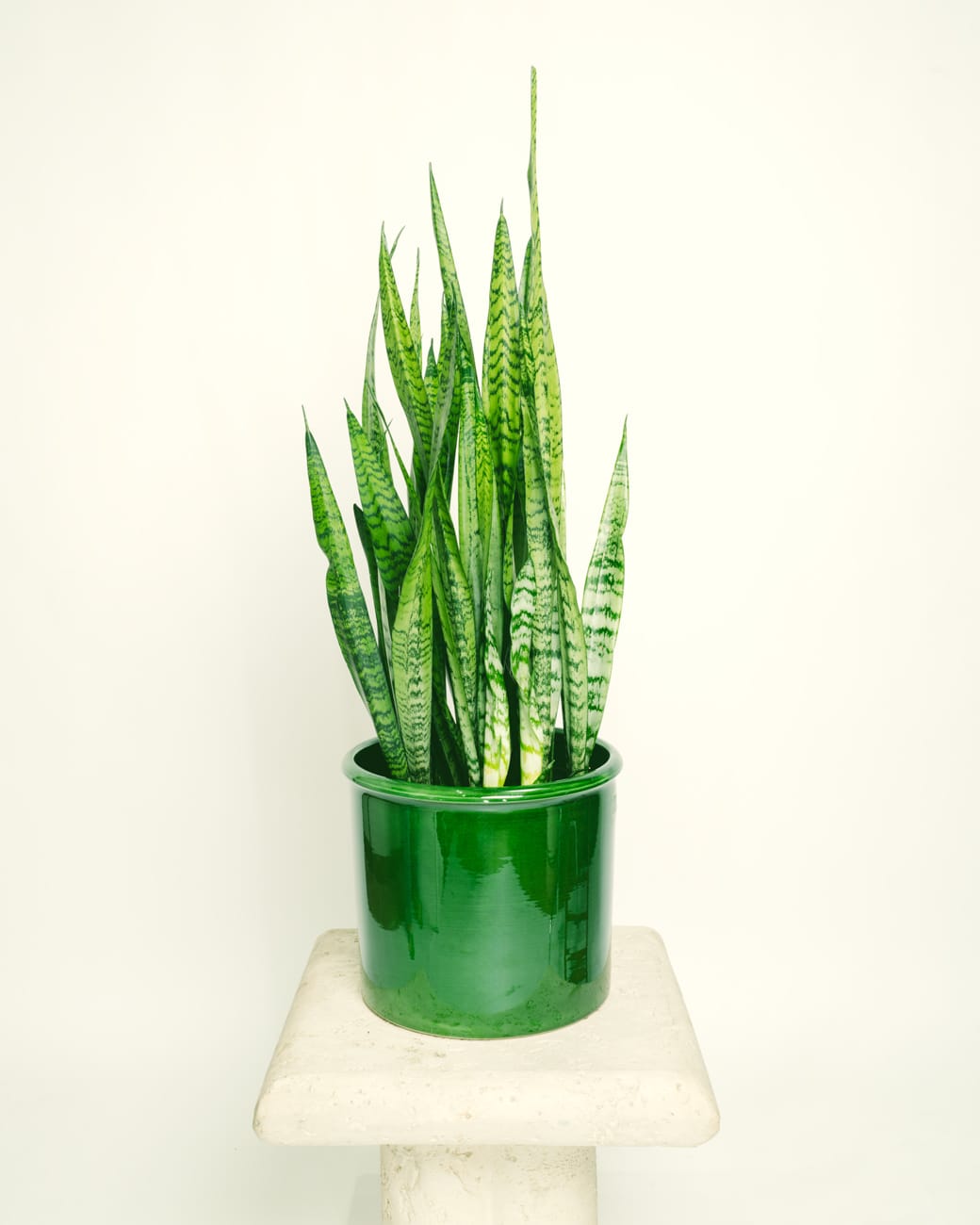 Sansevieria Zeylanica