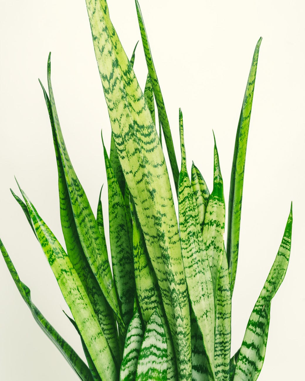 sansevieria zeylanica wikipedia Sansevieria Zeylanica – Tula House