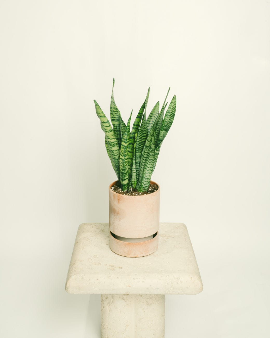 Sansevieria Zeylanica