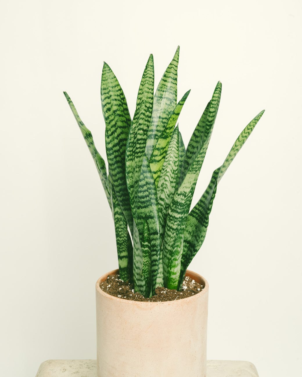 Sansevieria Zeylanica – Tula House