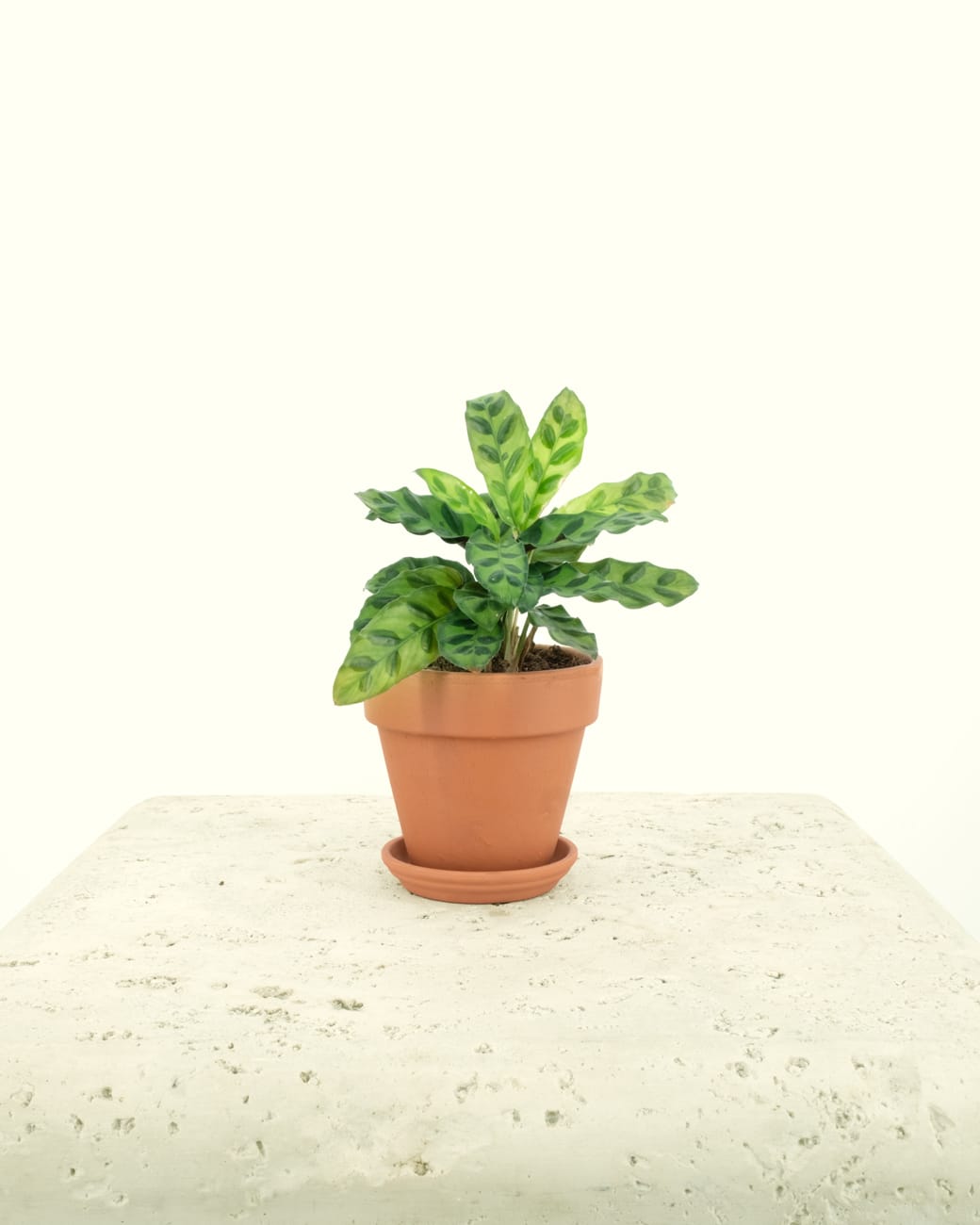 Standard Terra Cotta Planters-5