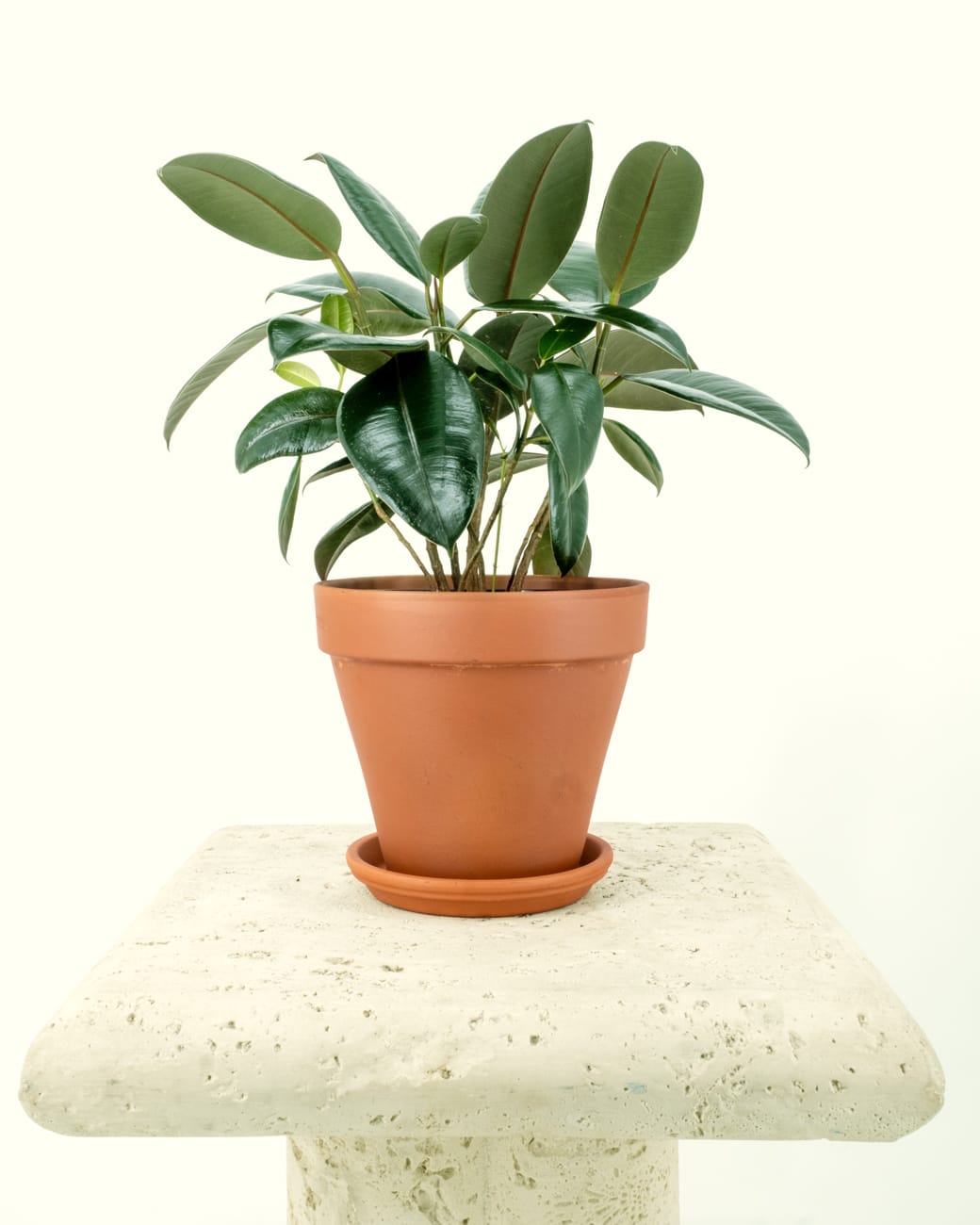 Standard Terra Cotta Planters