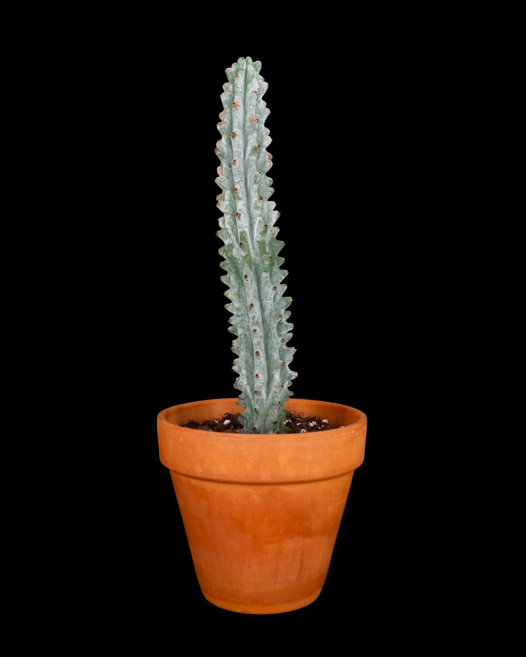Stenocereus Beneckei