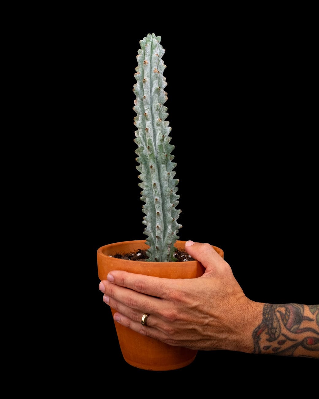 Stenocereus Beneckei-3