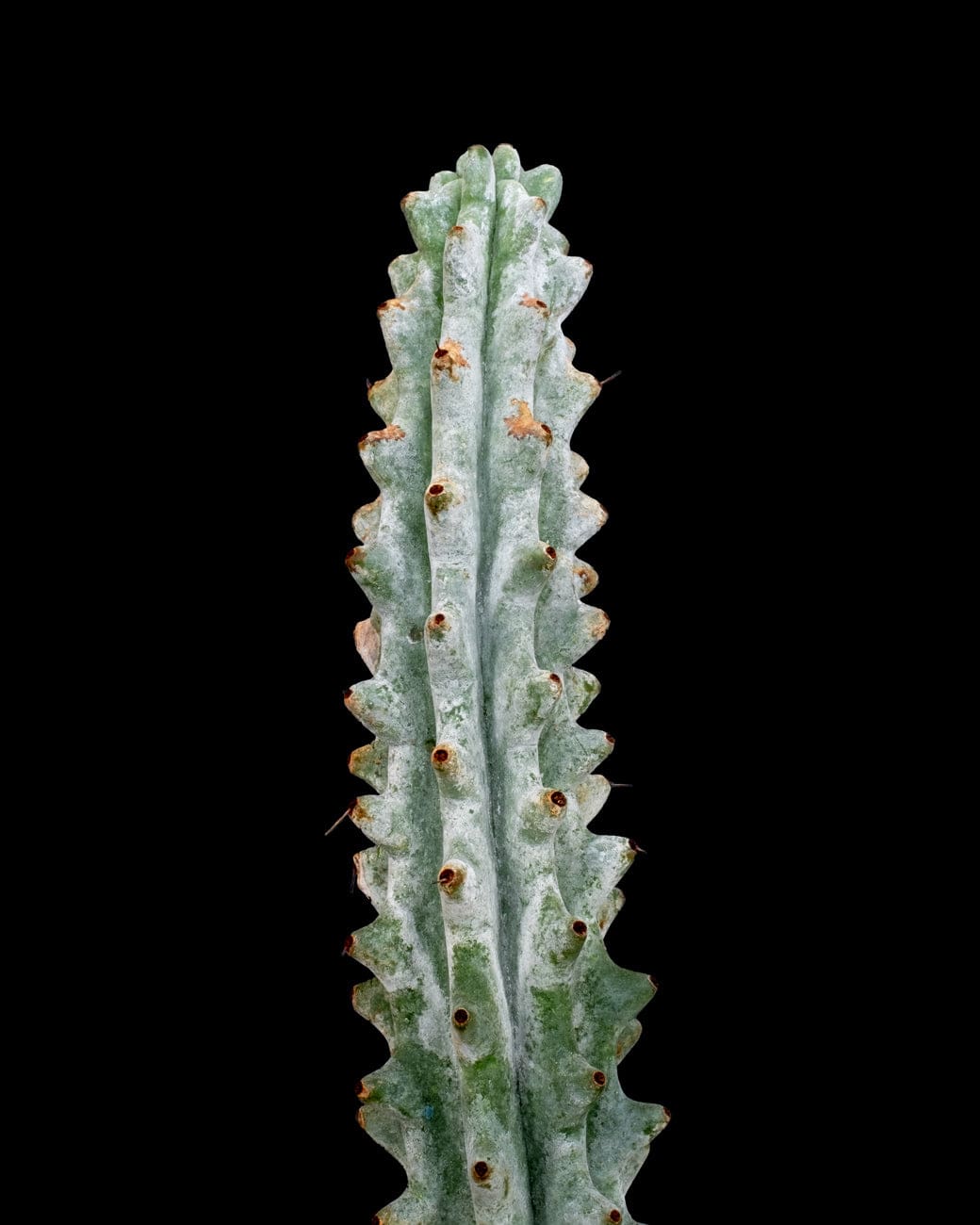 Stenocereus Beneckei