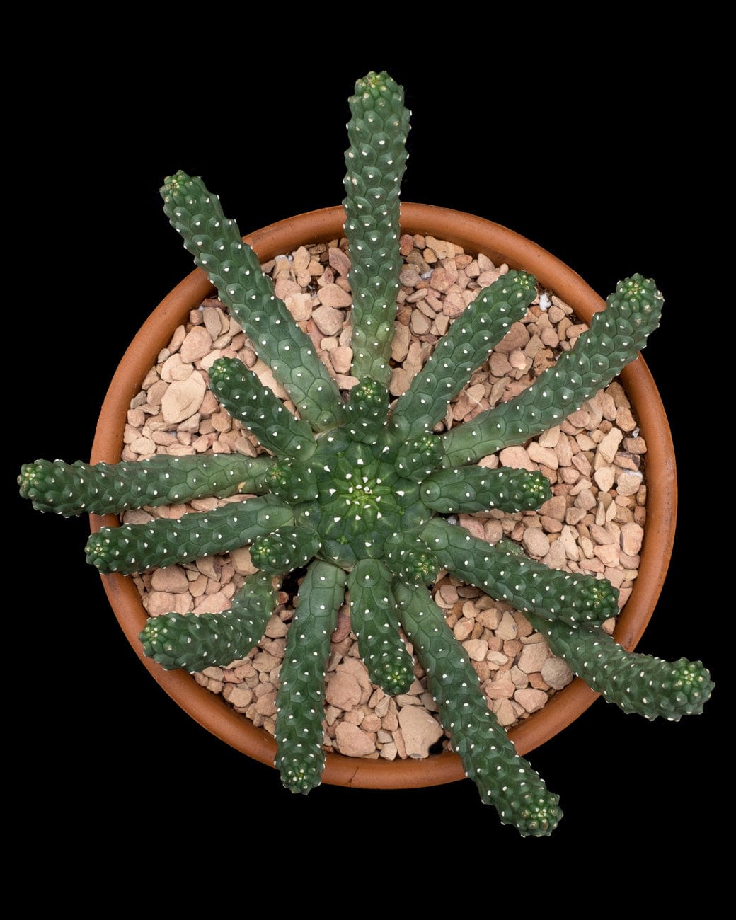 Euphorbia Inermis