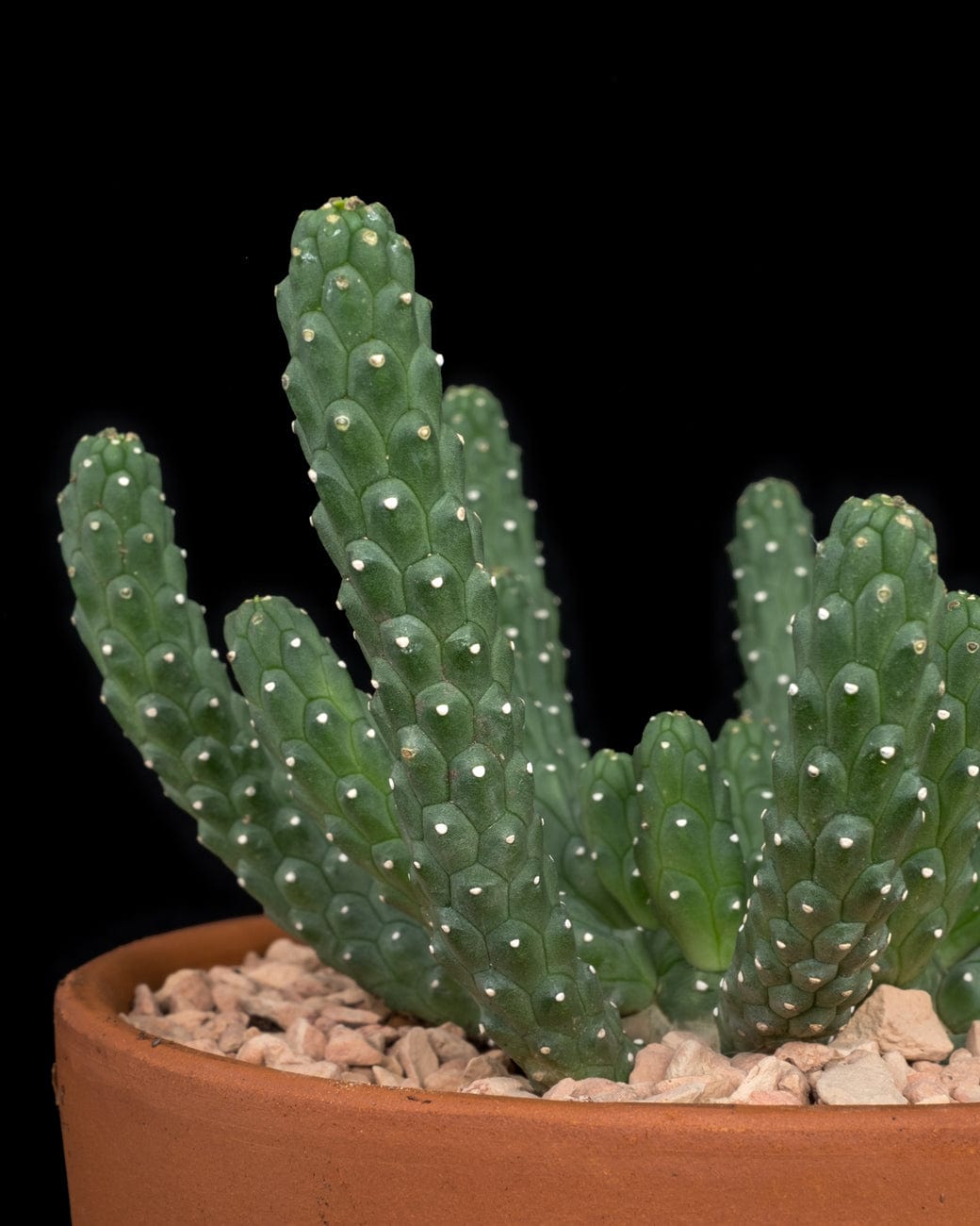 Euphorbia Inermis-4