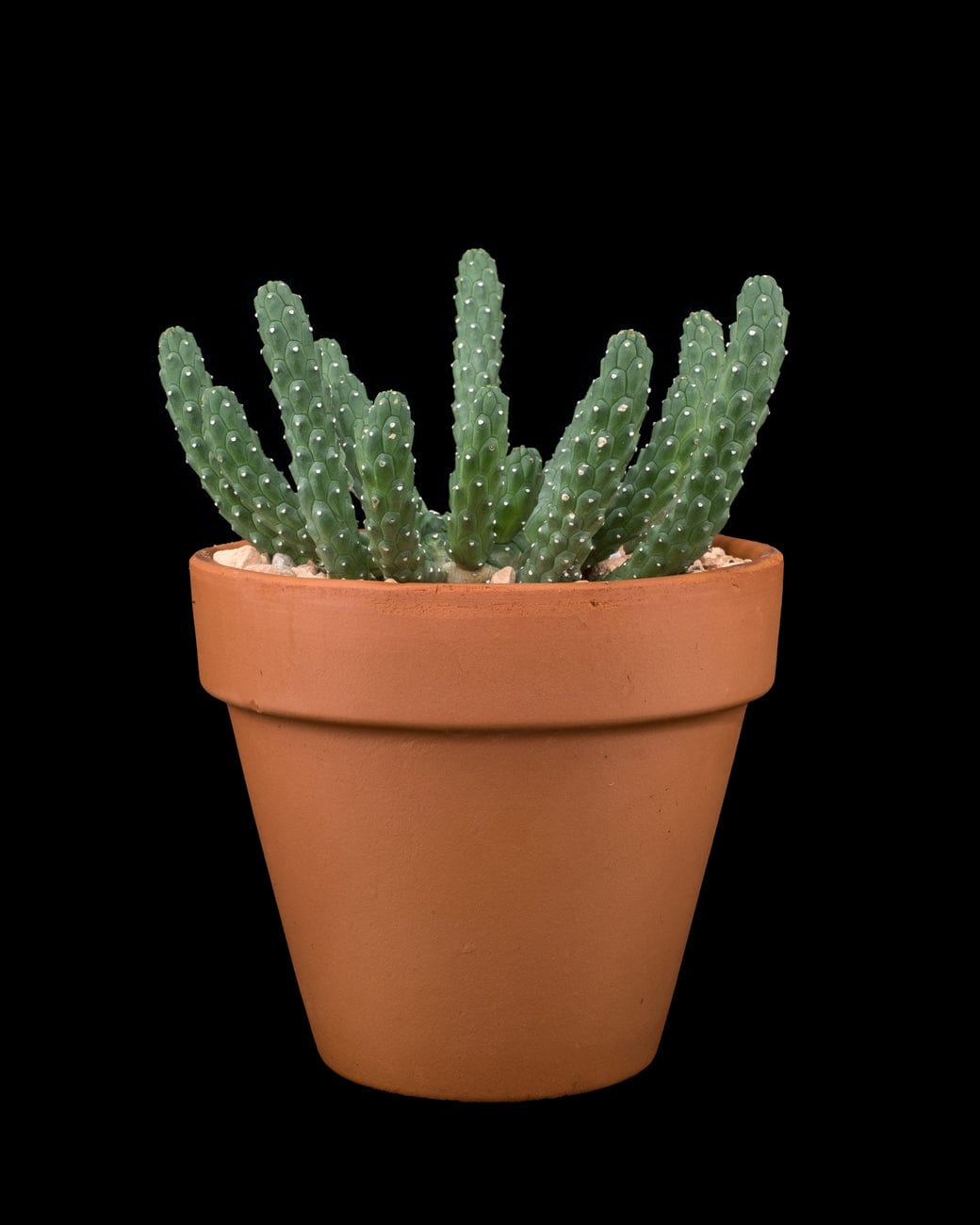 Euphorbia Inermis-3