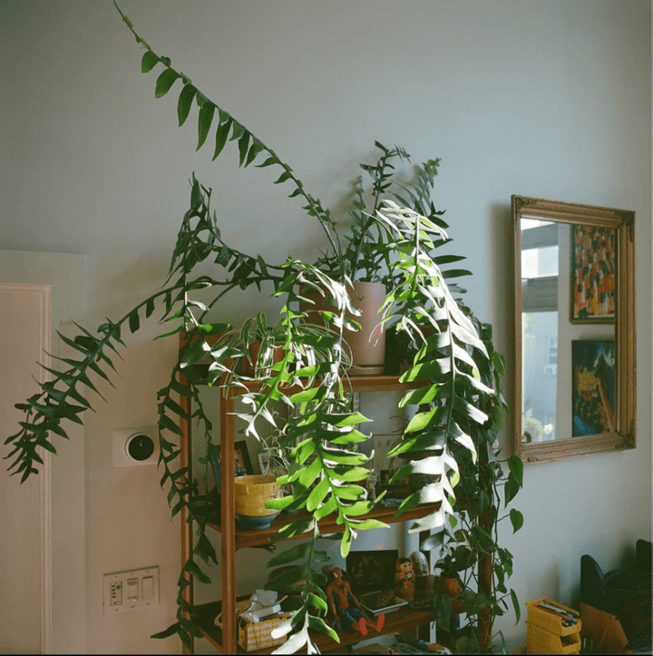 Plants receiving at-home plant cleaning and care