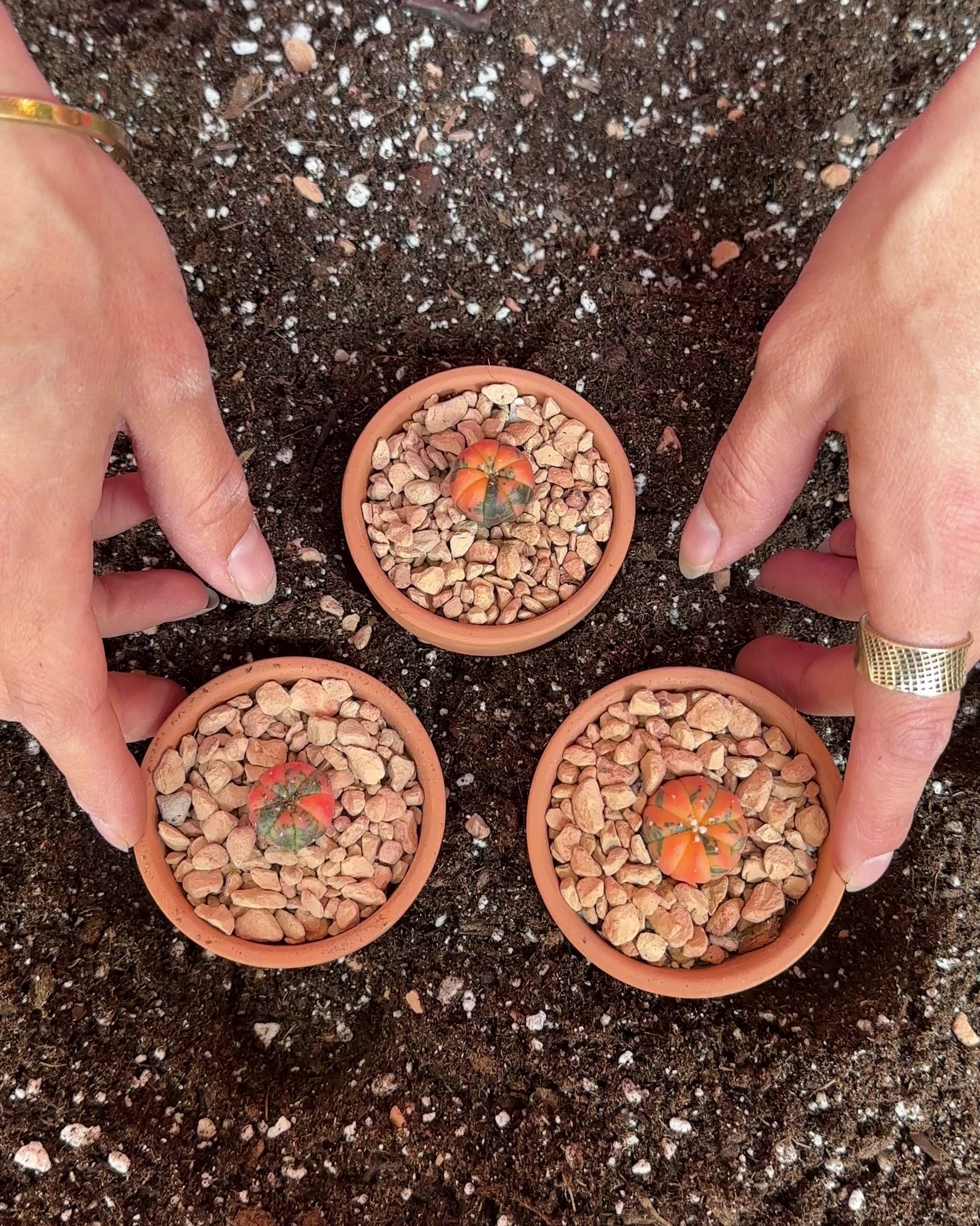 Astrophytum Asterias Variegated