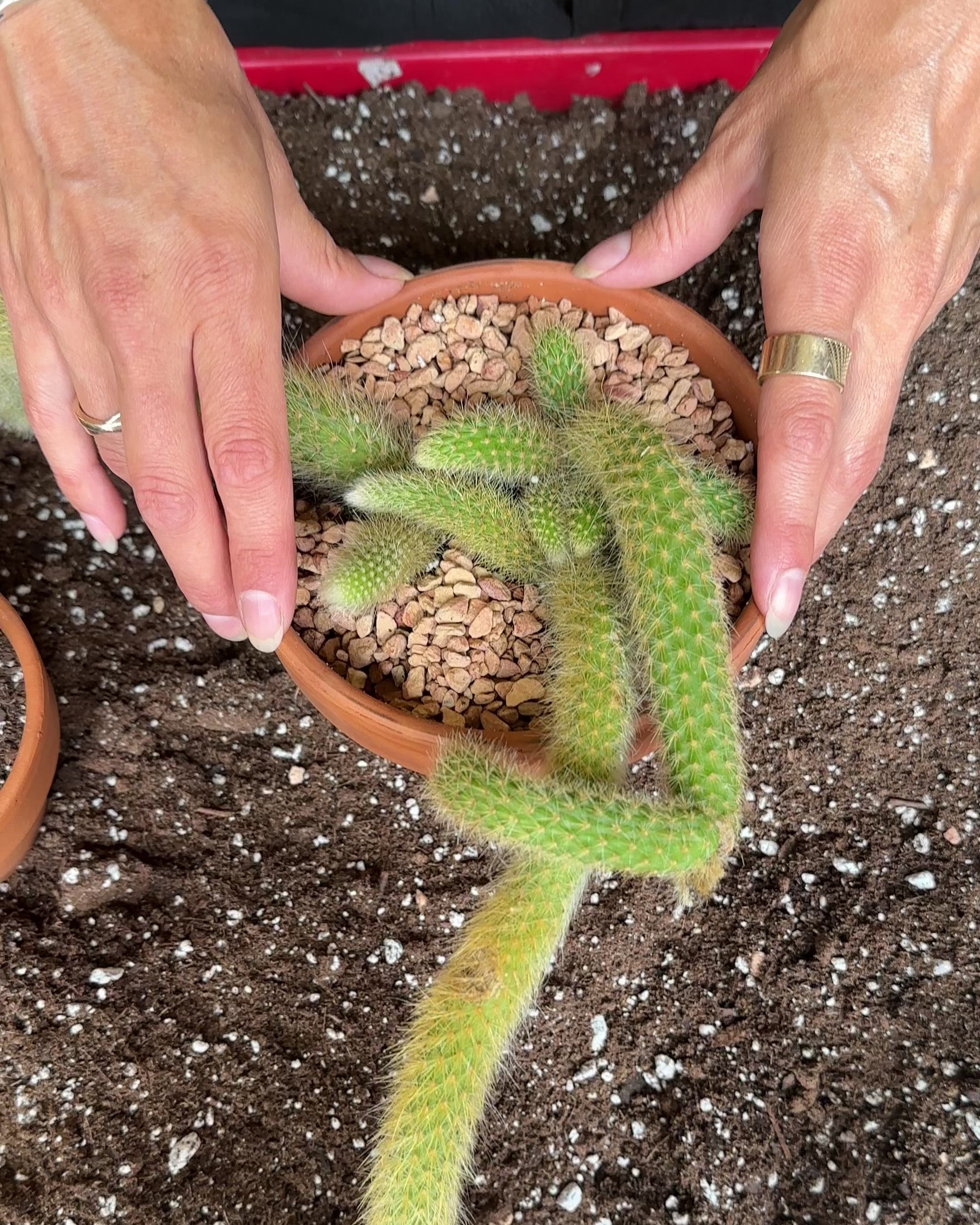 Hildewintera Colademononis 'Monkey Tail Var.'-2