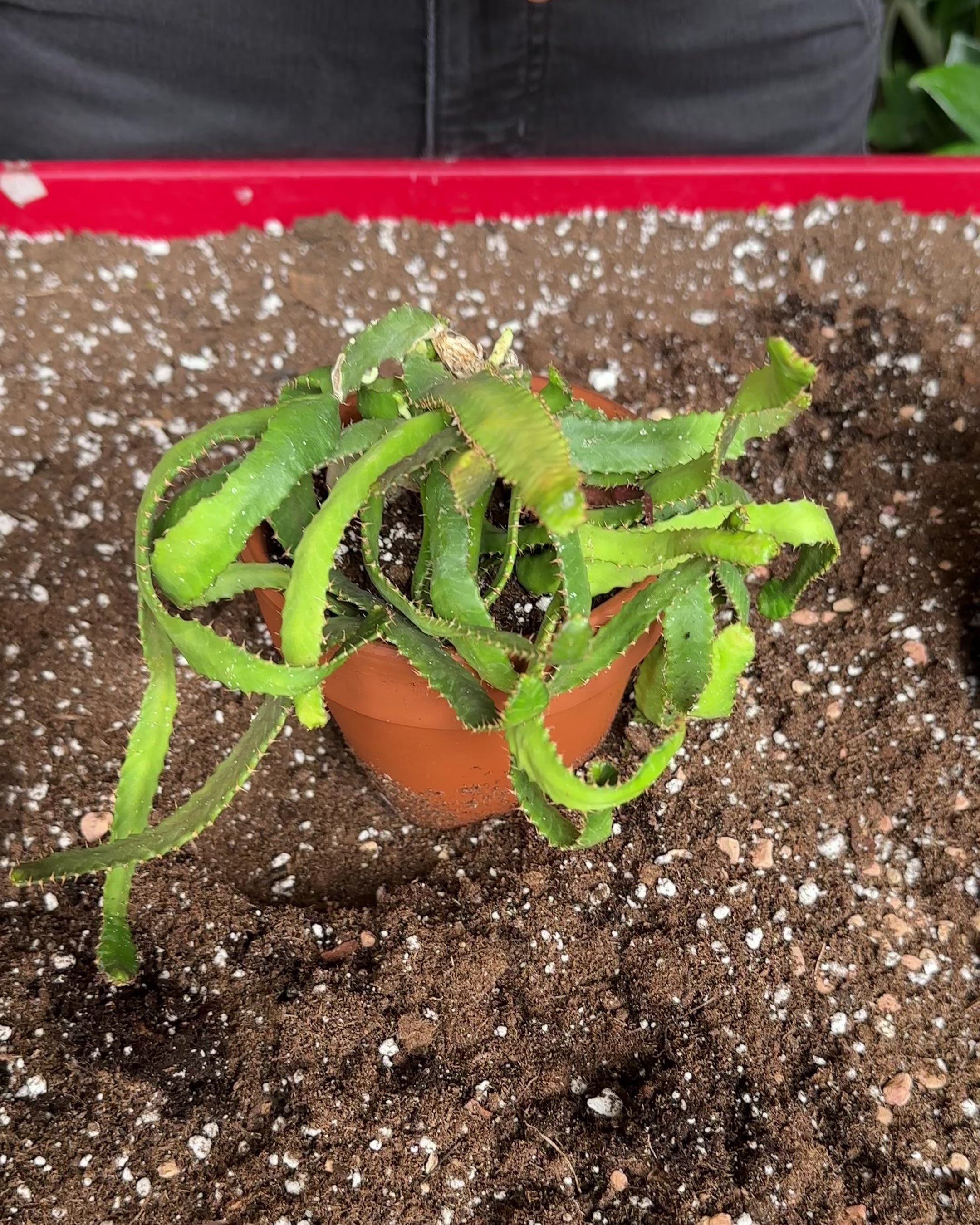 Euphorbia Stellata-2