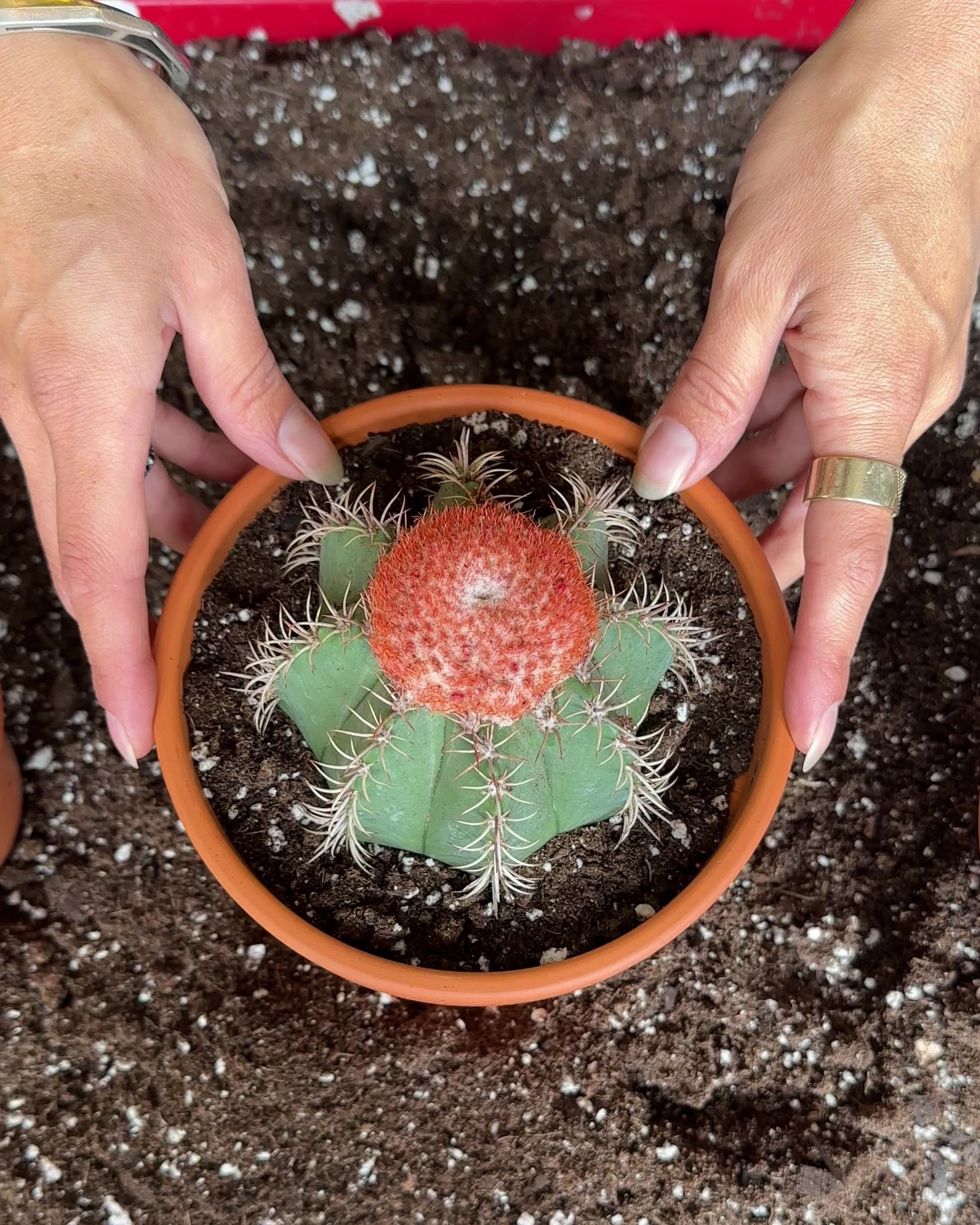 Melocactus Matanzanus-2