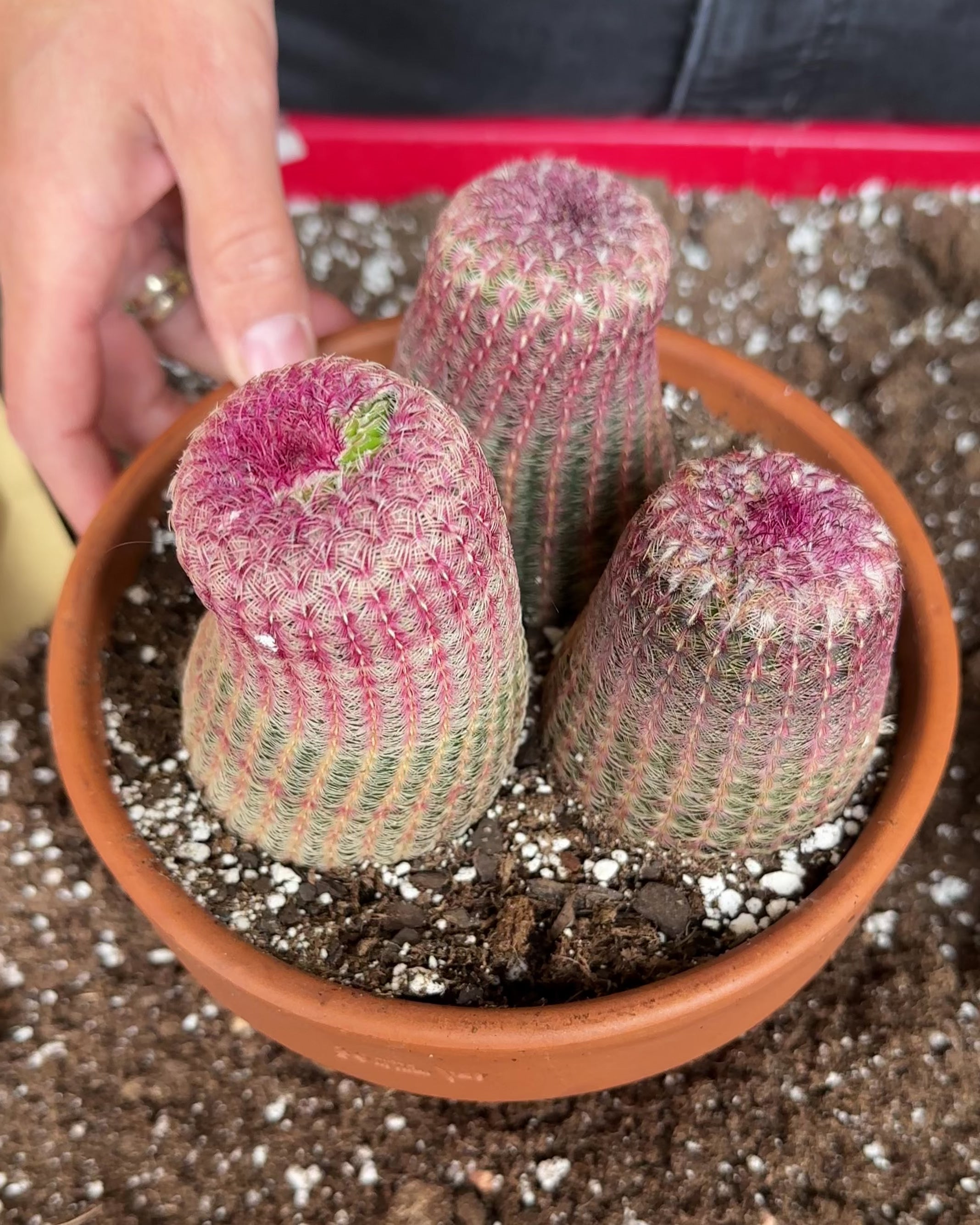 Echinocereus Rigidissimus var. Rubrispinus-2