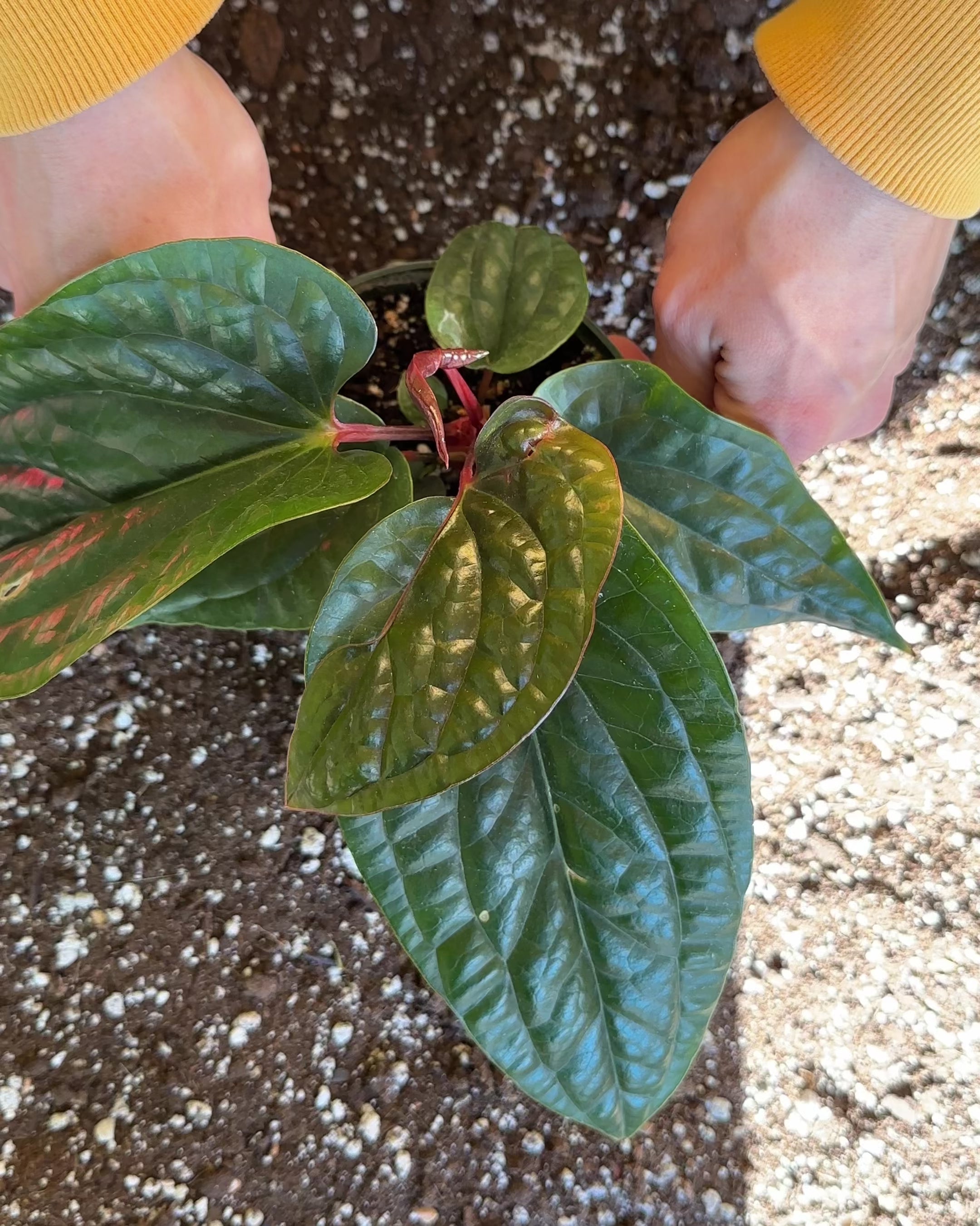 Anthurium Radicans x Luxurians