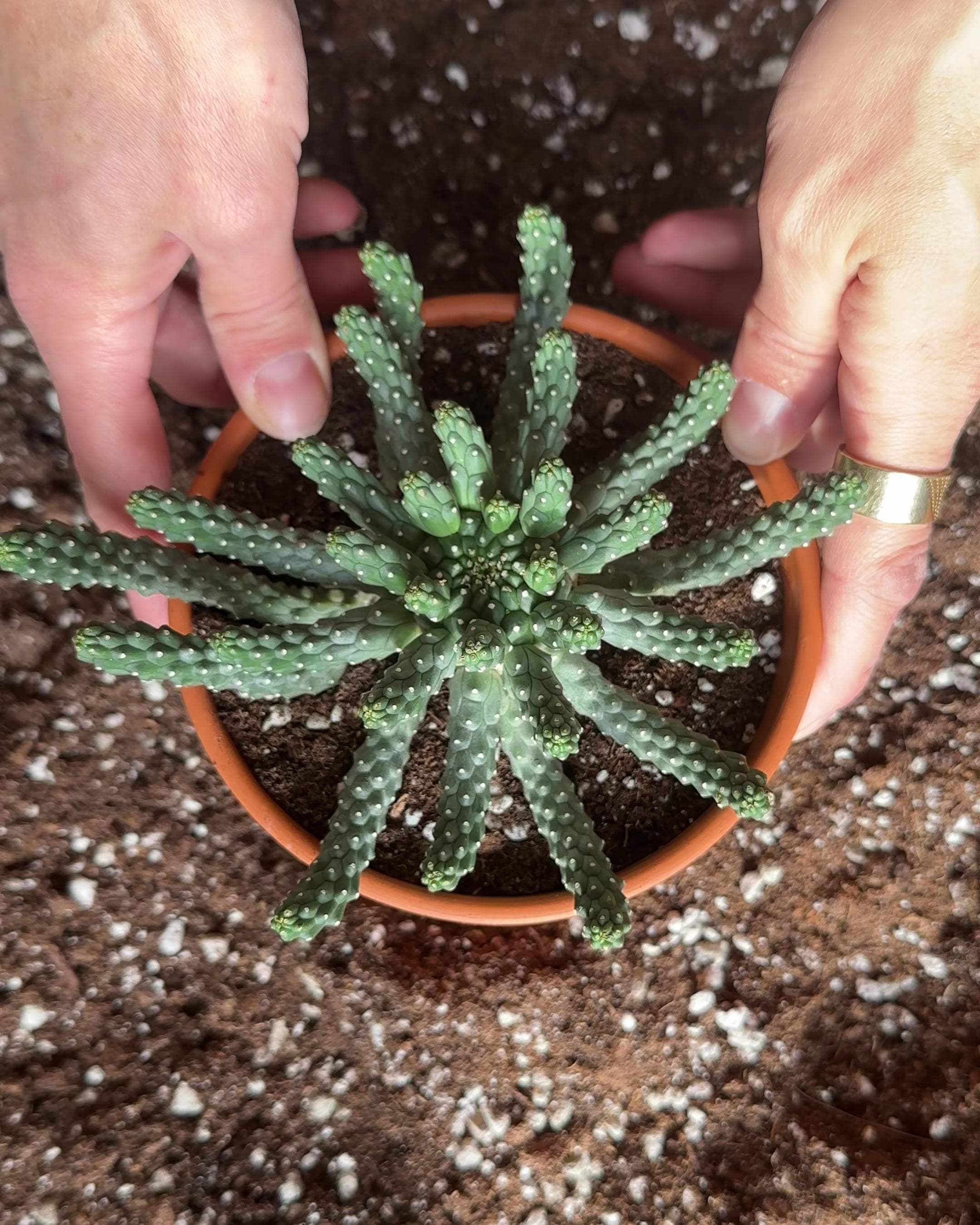 Euphorbia Inermis