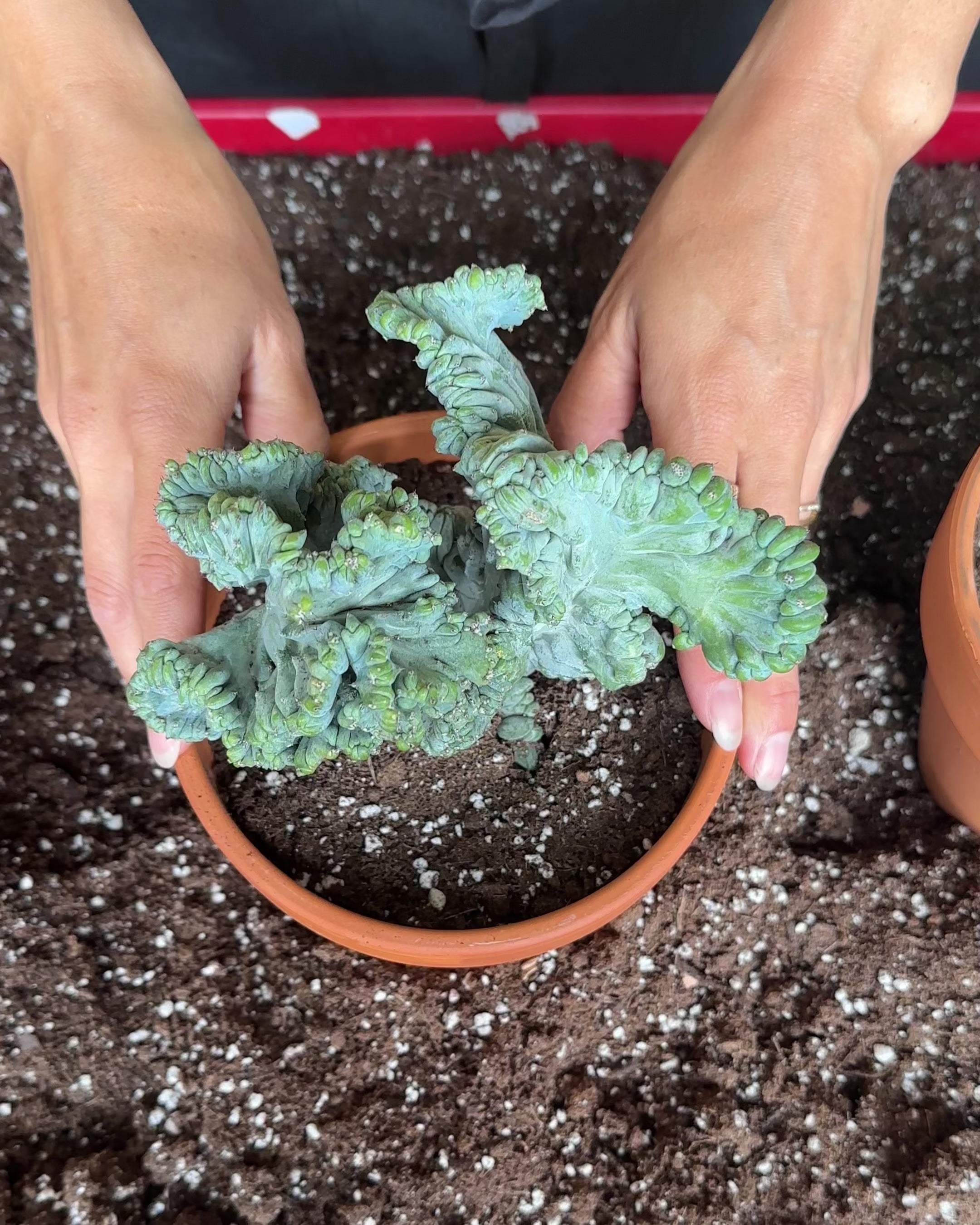 Myrtillocactus Geometrizans Crested-2