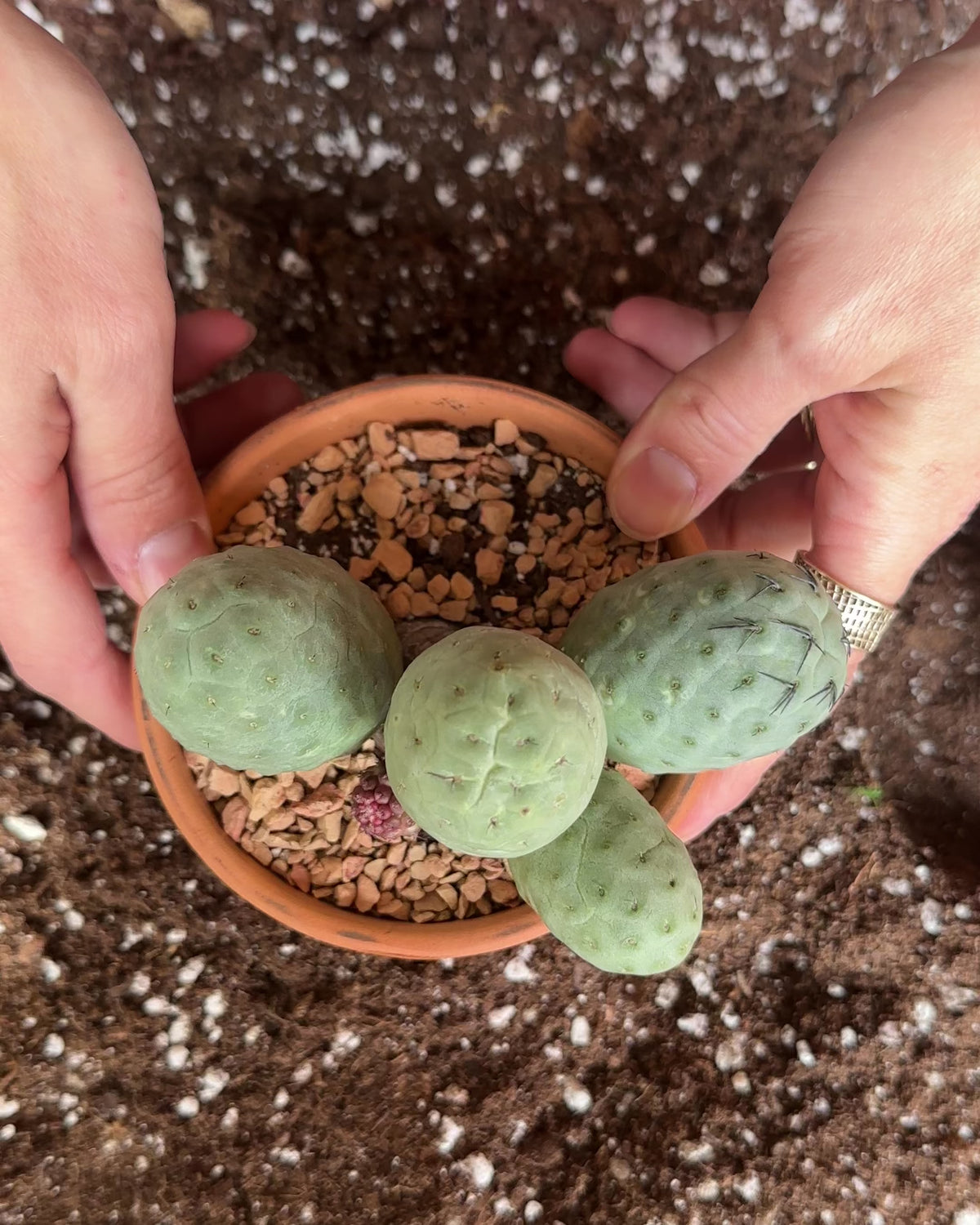 Tephrocactus Geometricus-2