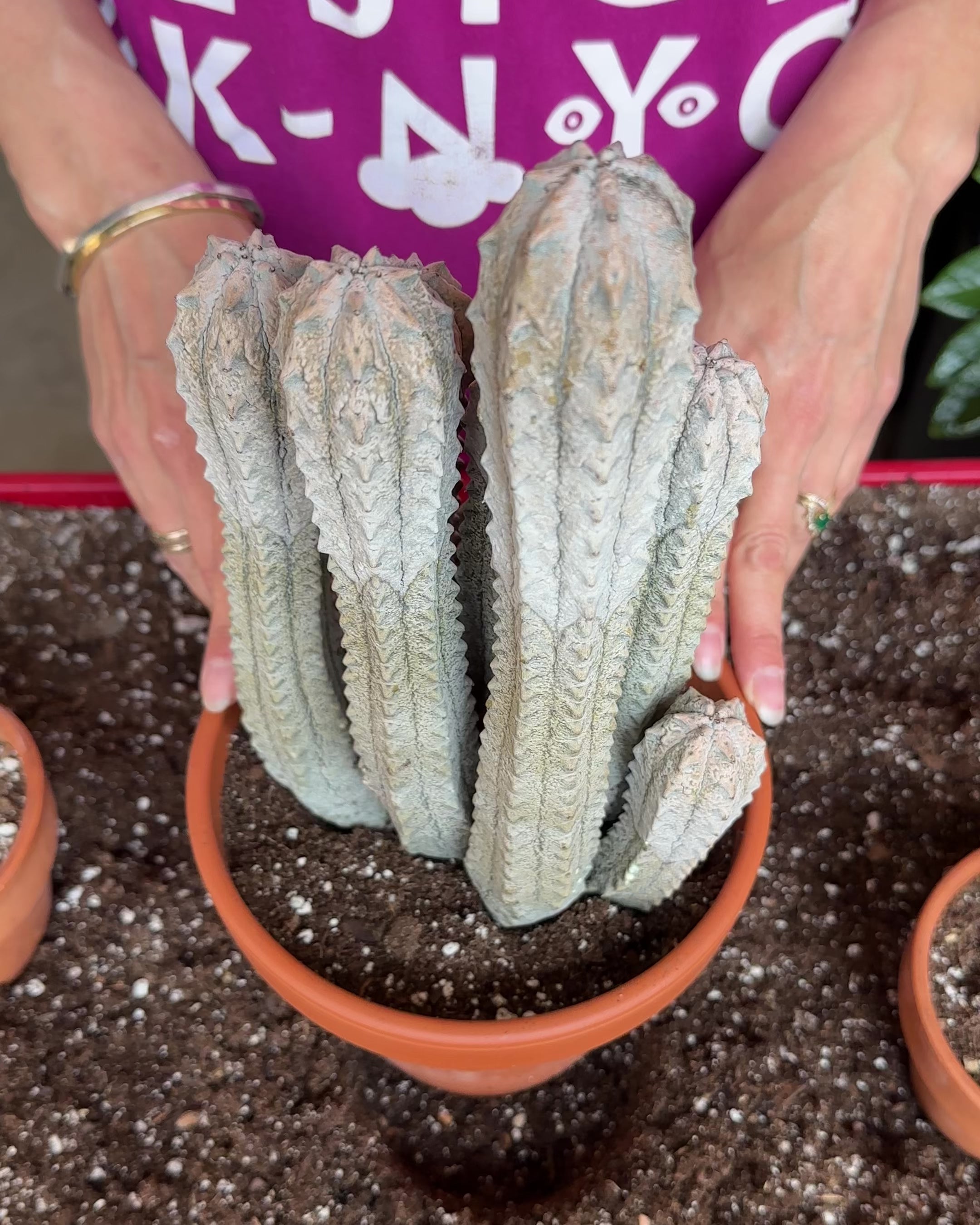 Euphorbia Abdelkuri-2